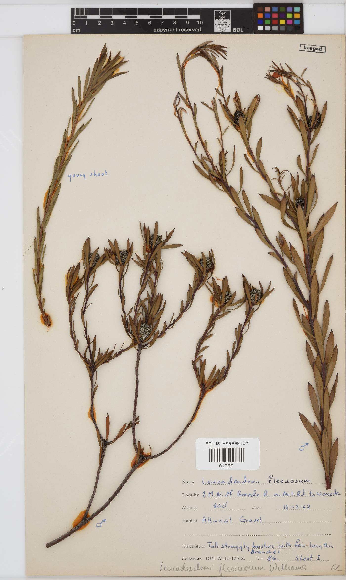 Leucadendron flexuosum image