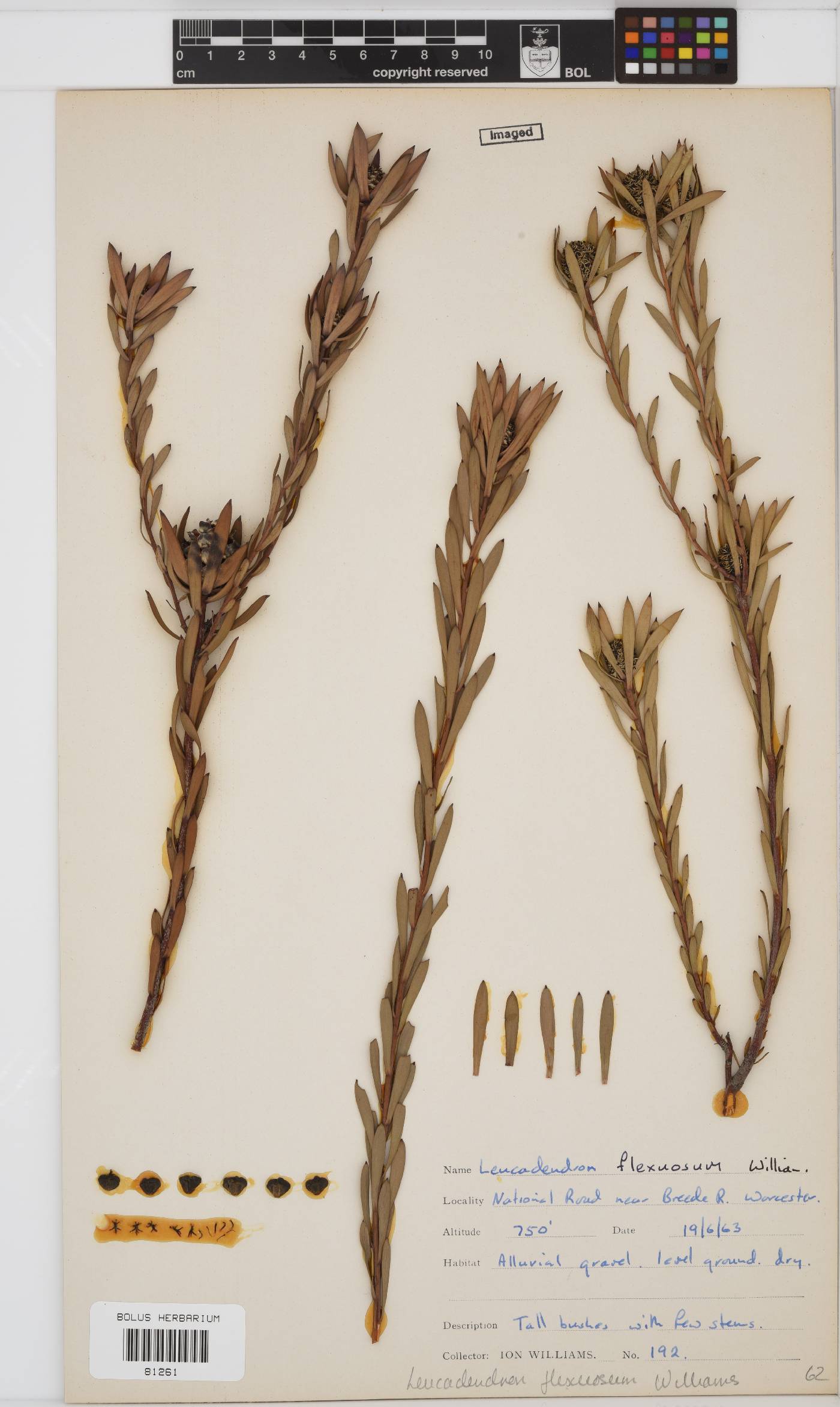 Leucadendron flexuosum image