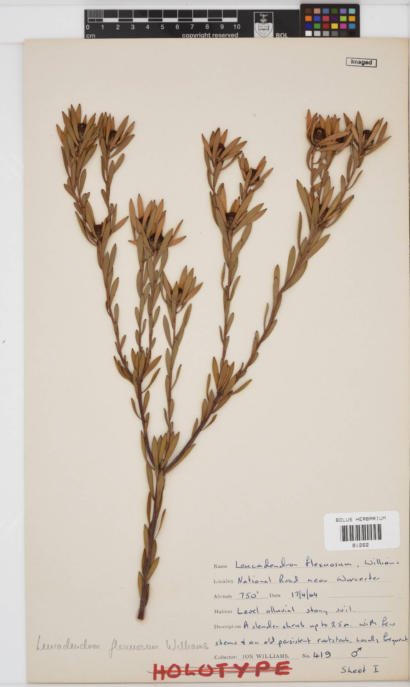 Leucadendron flexuosum image