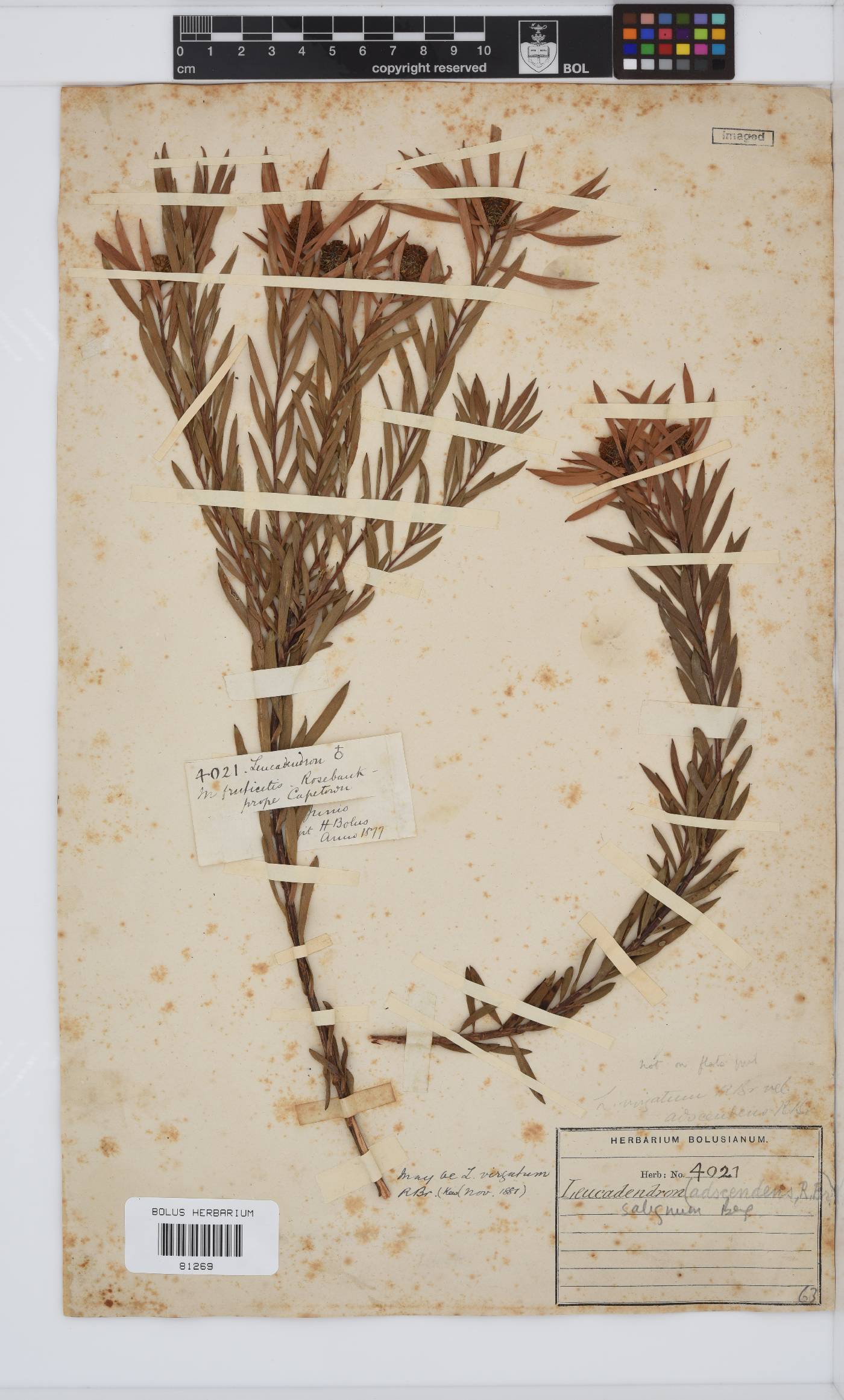 Leucadendron salignum image