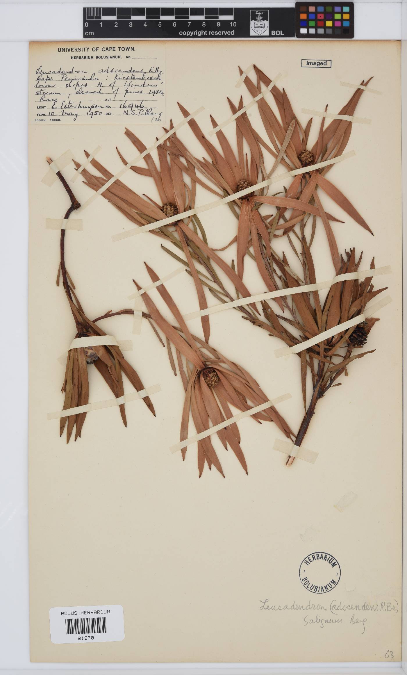 Leucadendron salignum image