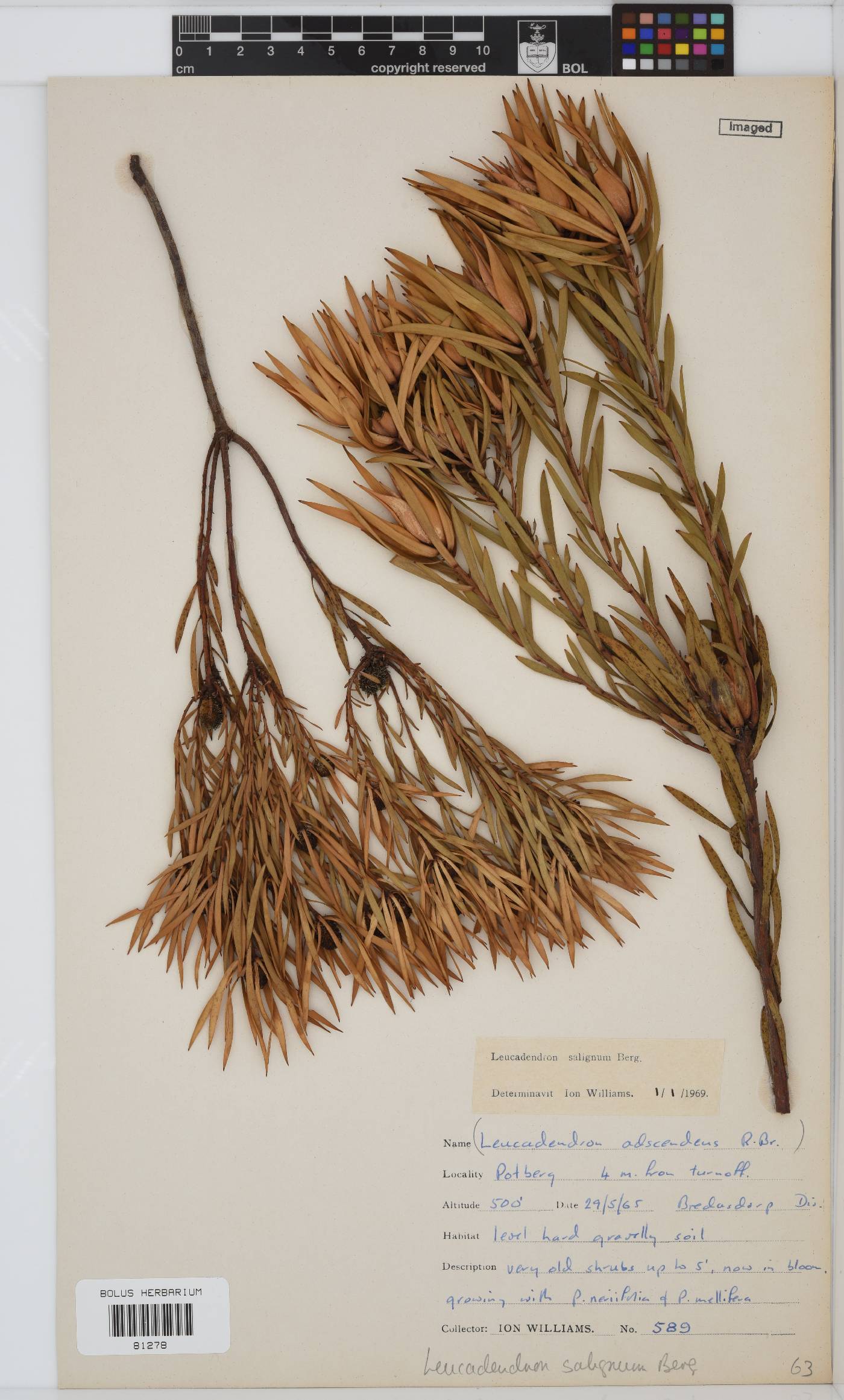 Leucadendron salignum image