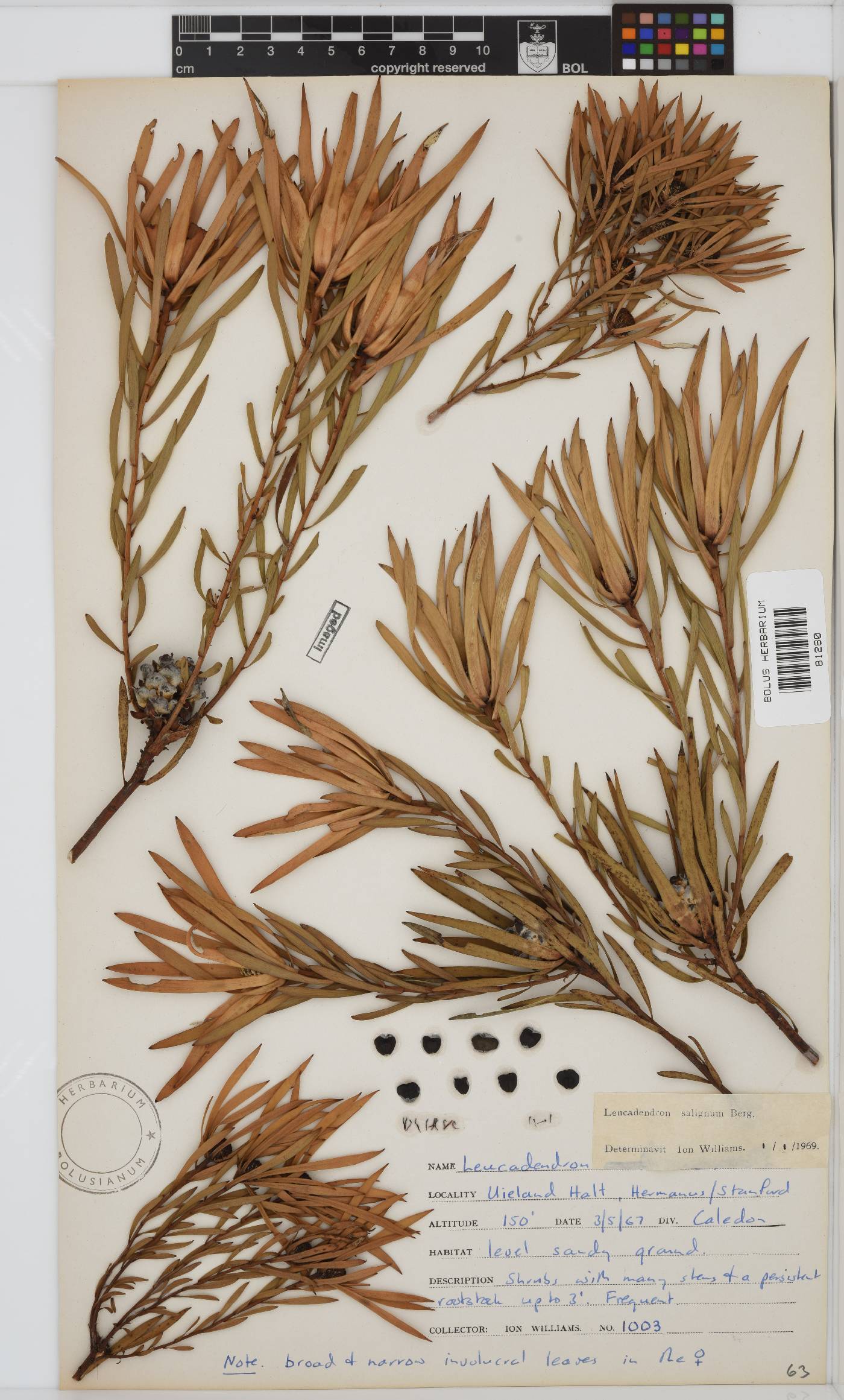 Leucadendron salignum image