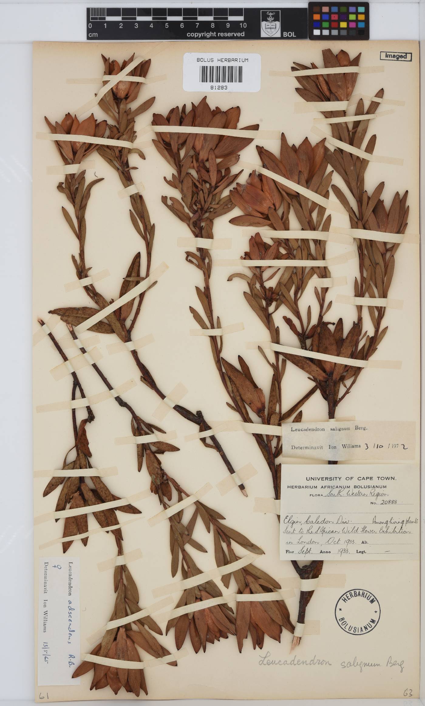 Leucadendron salignum image