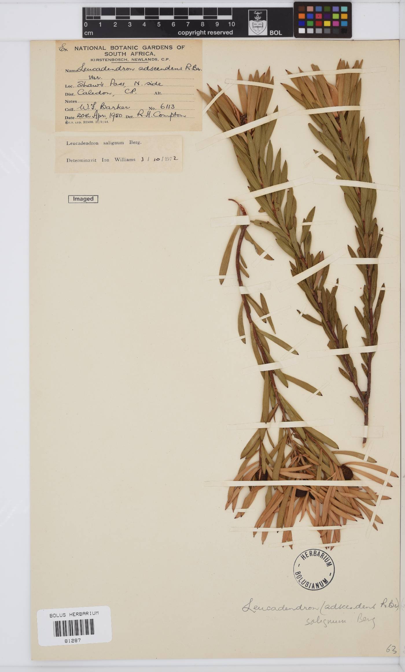 Leucadendron salignum image