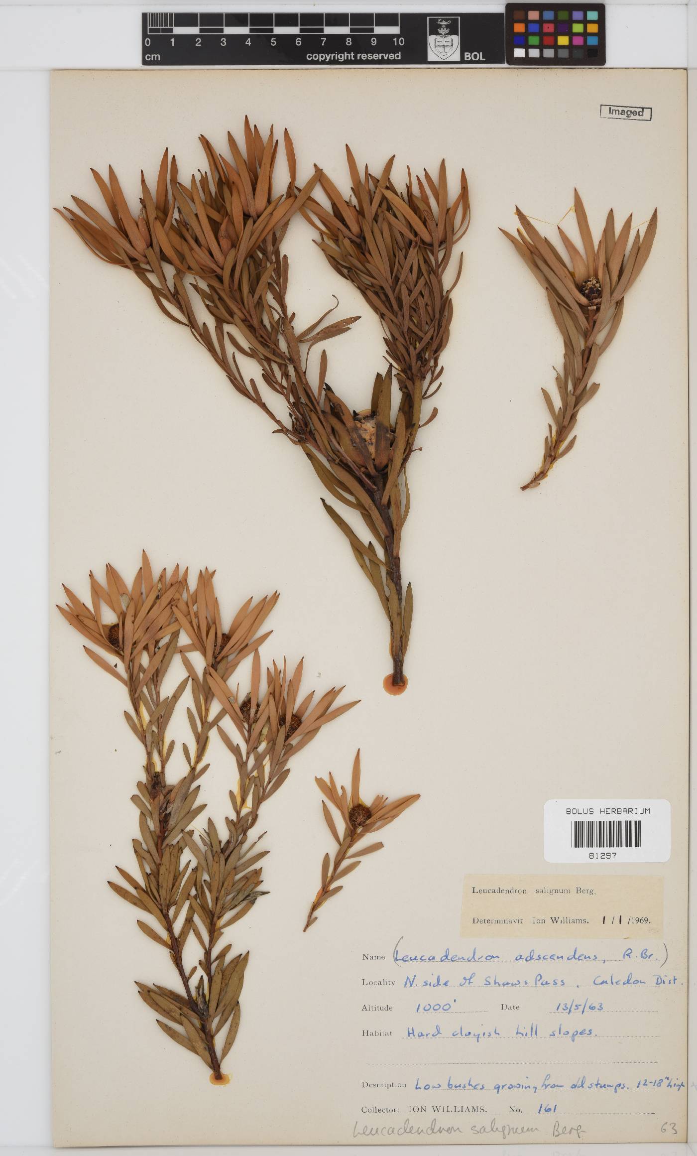 Leucadendron salignum image