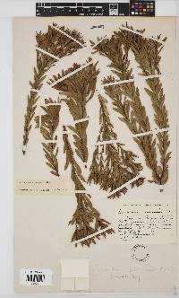 Leucadendron salignum image