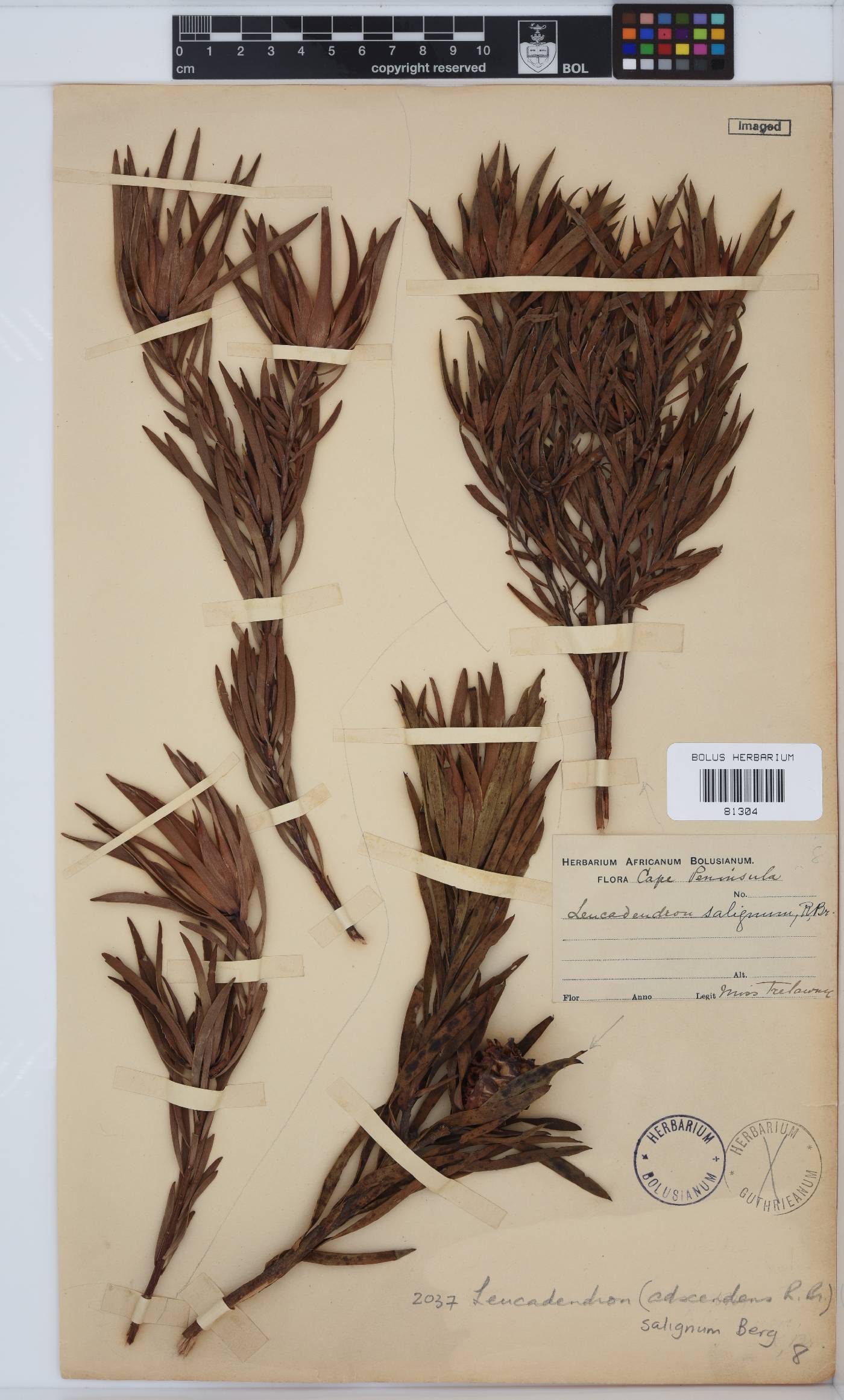 Leucadendron salignum image