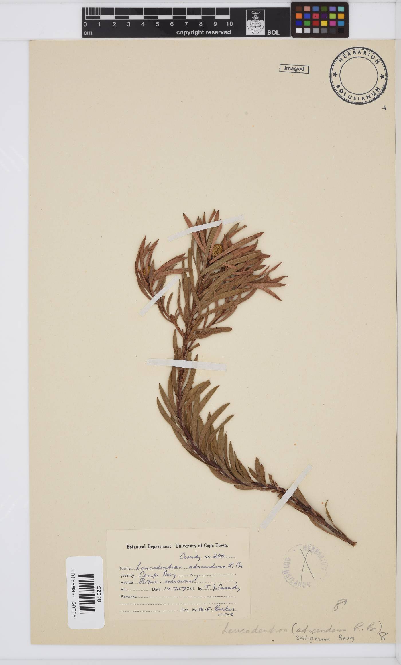 Leucadendron salignum image