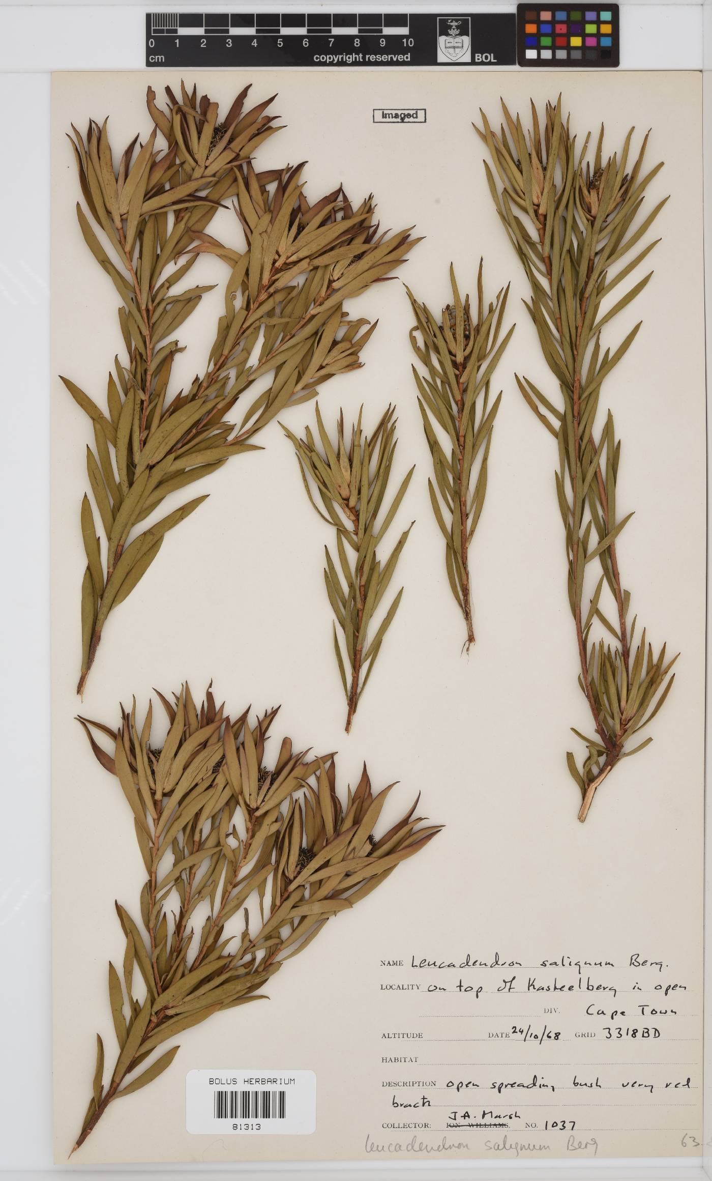 Leucadendron salignum image