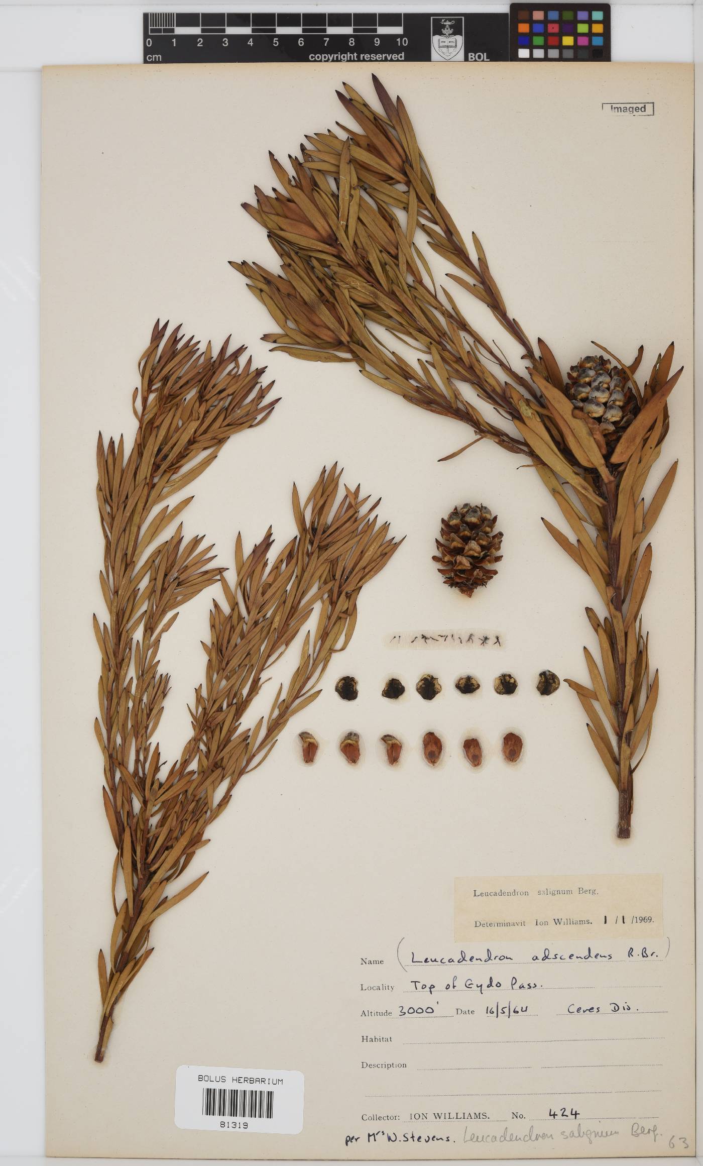 Leucadendron salignum image