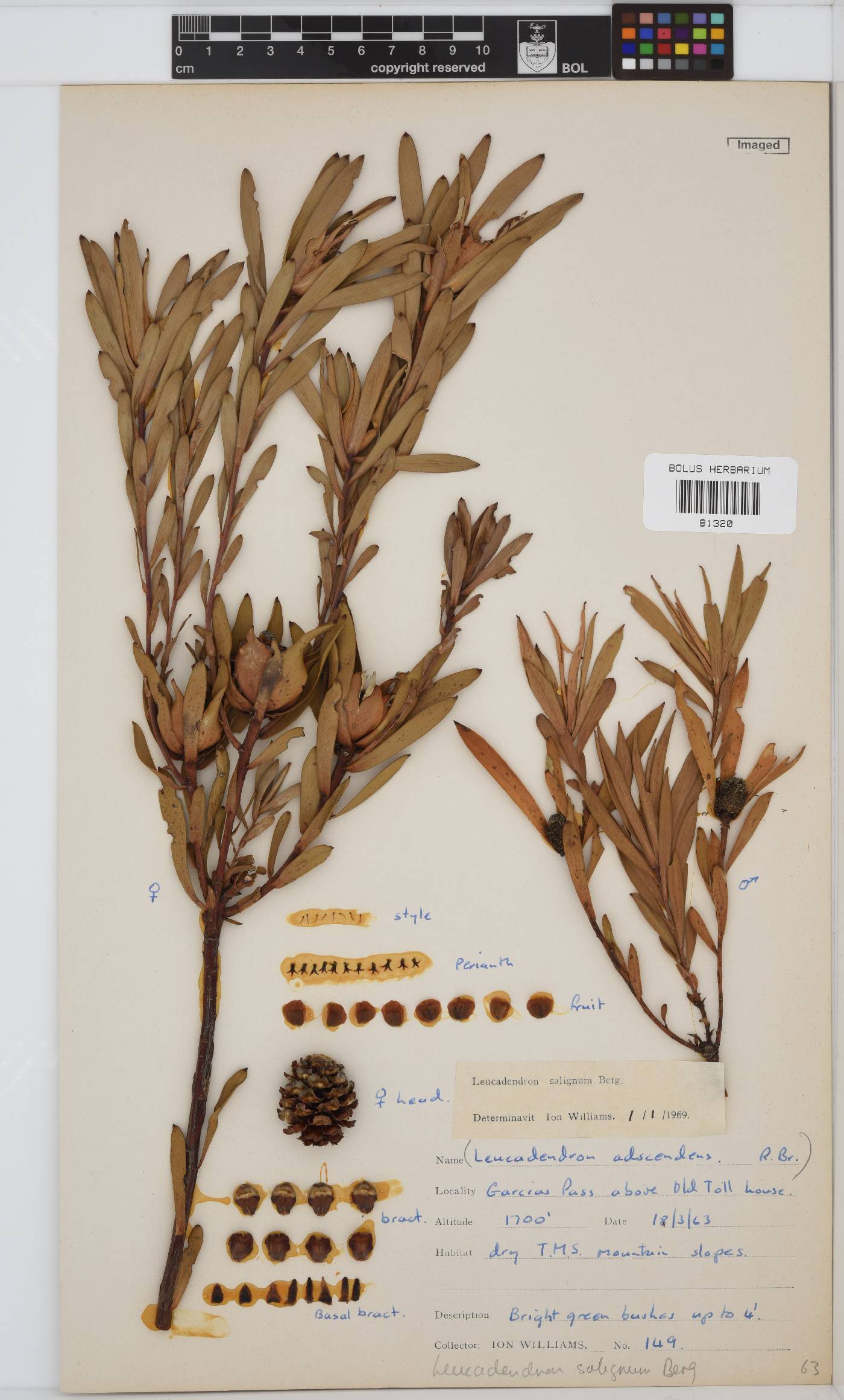 Leucadendron salignum image