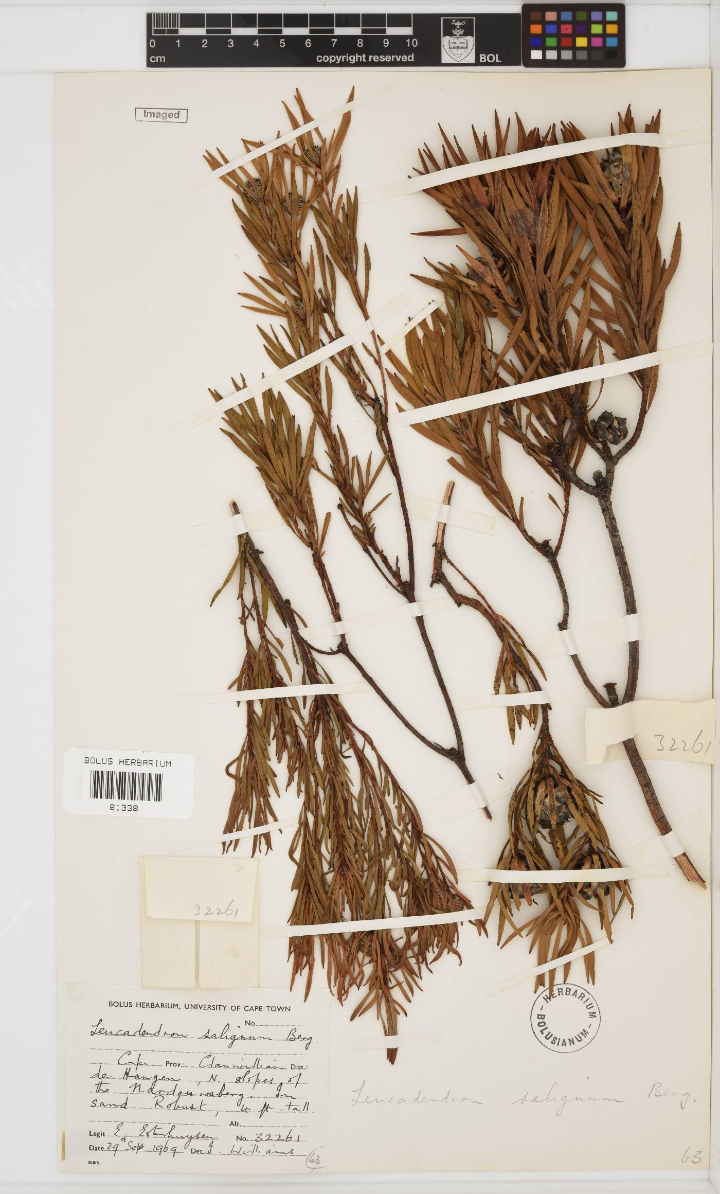 Leucadendron salignum image