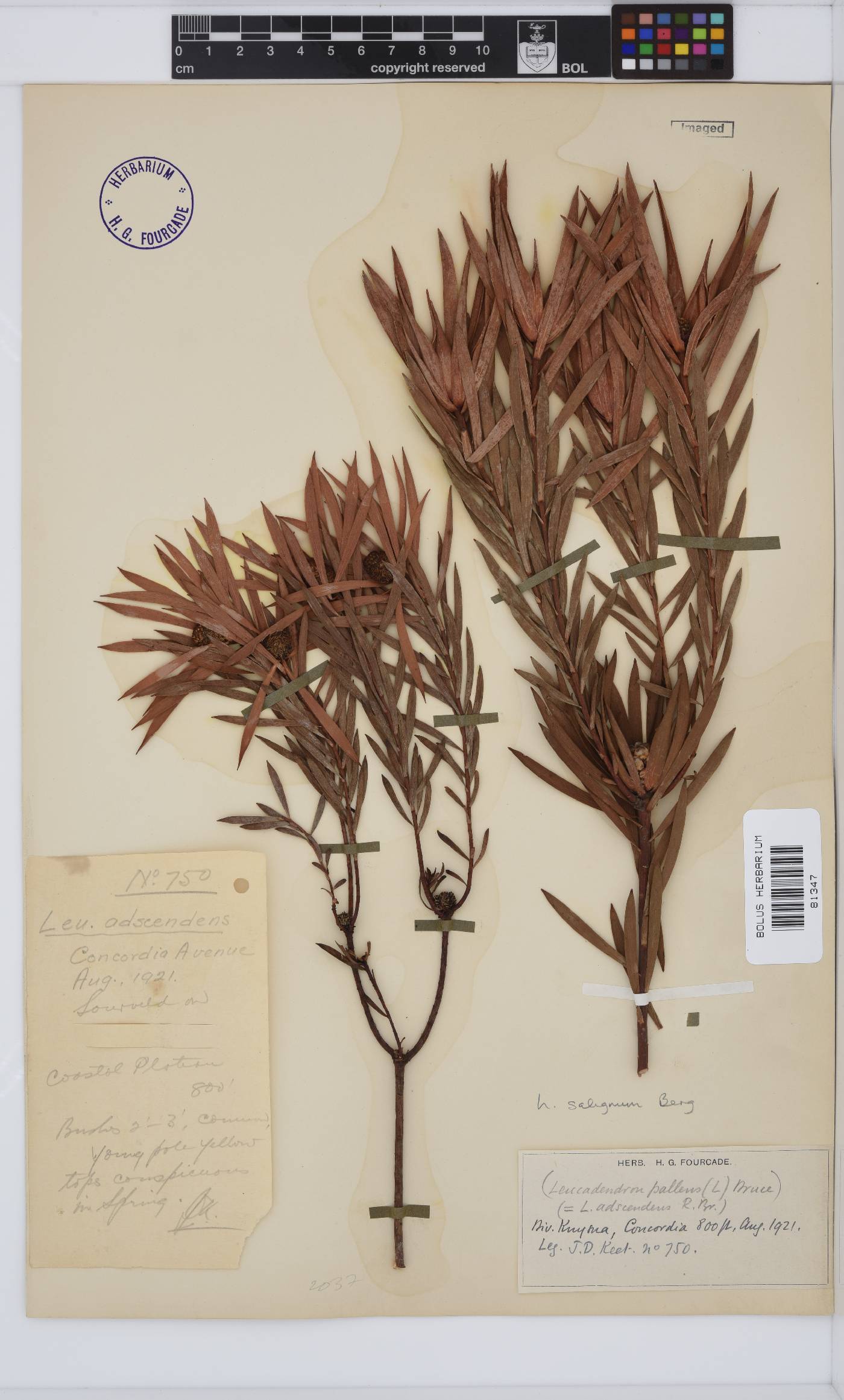 Leucadendron salignum image