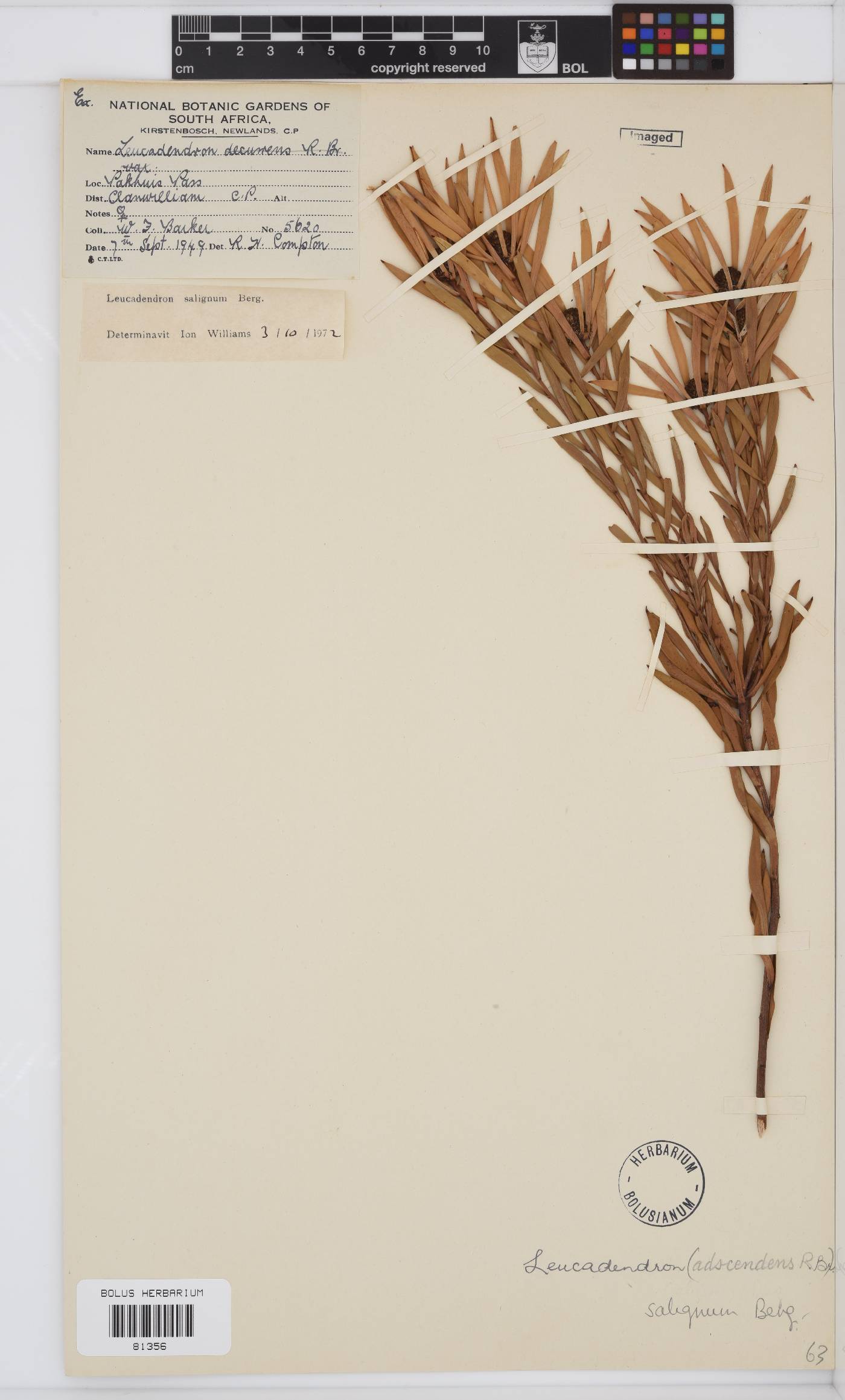 Leucadendron salignum image