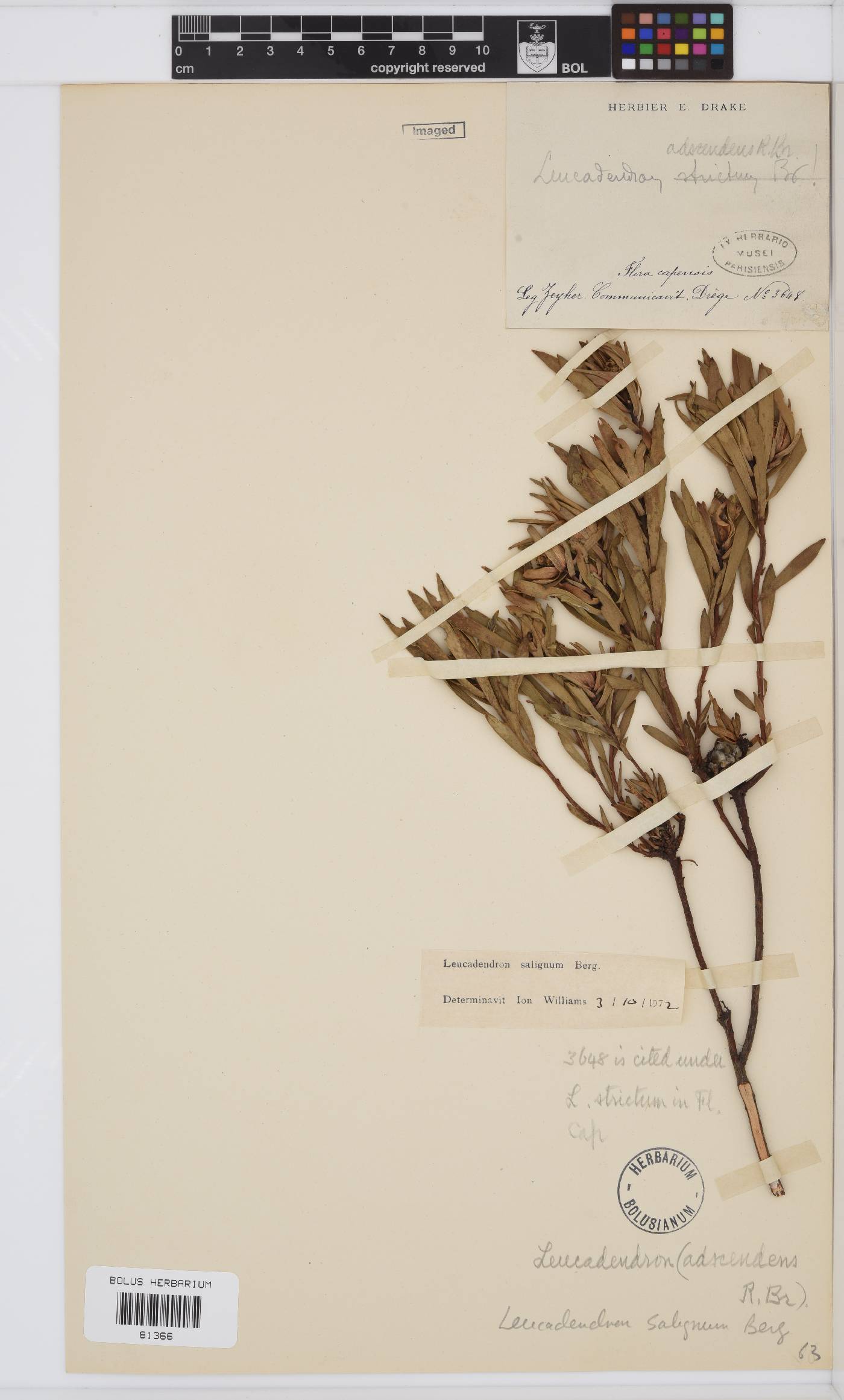 Leucadendron salignum image