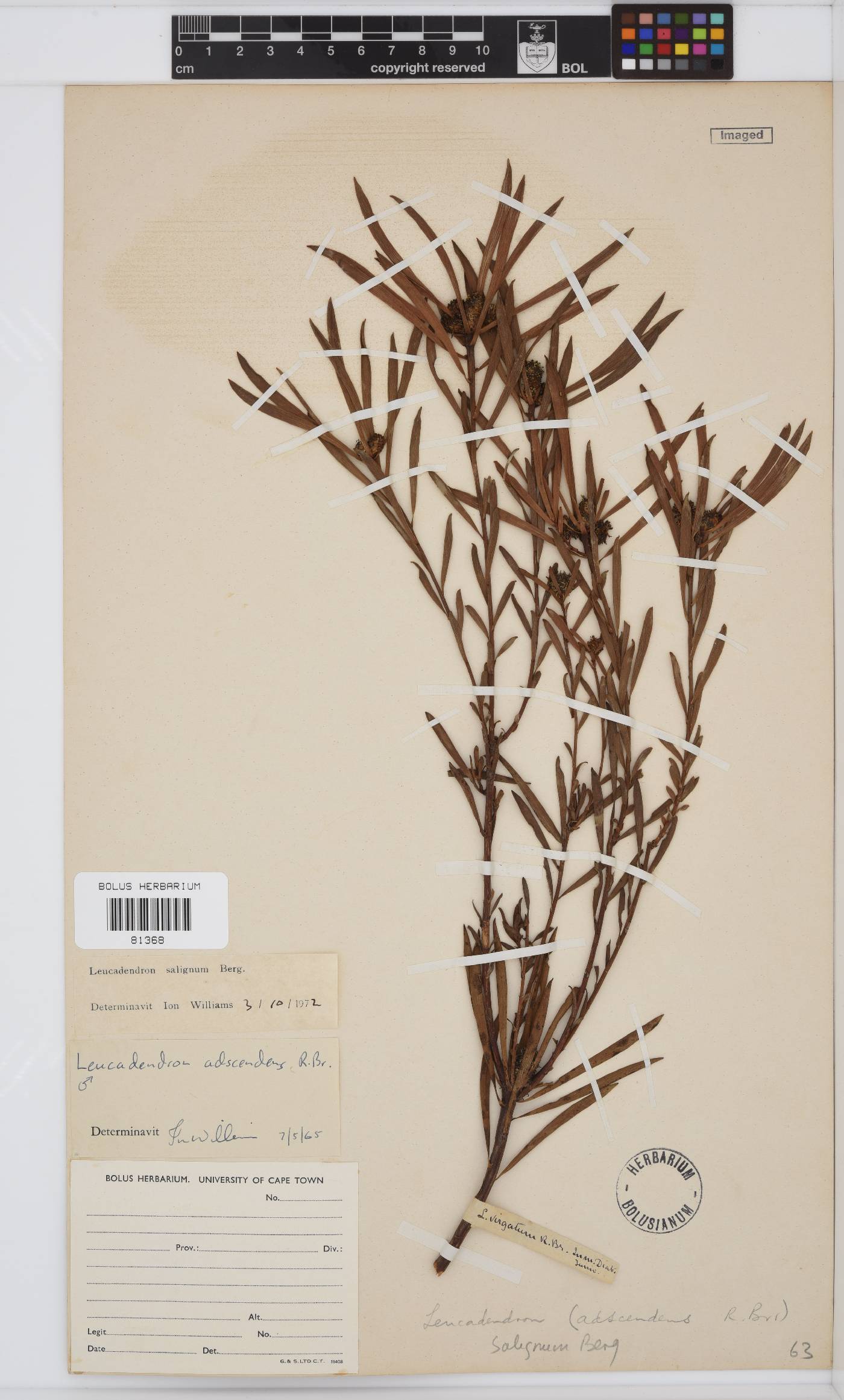 Leucadendron salignum image