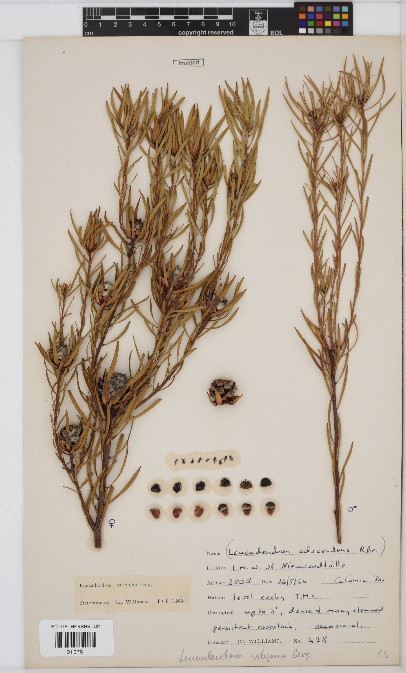 Leucadendron salignum image