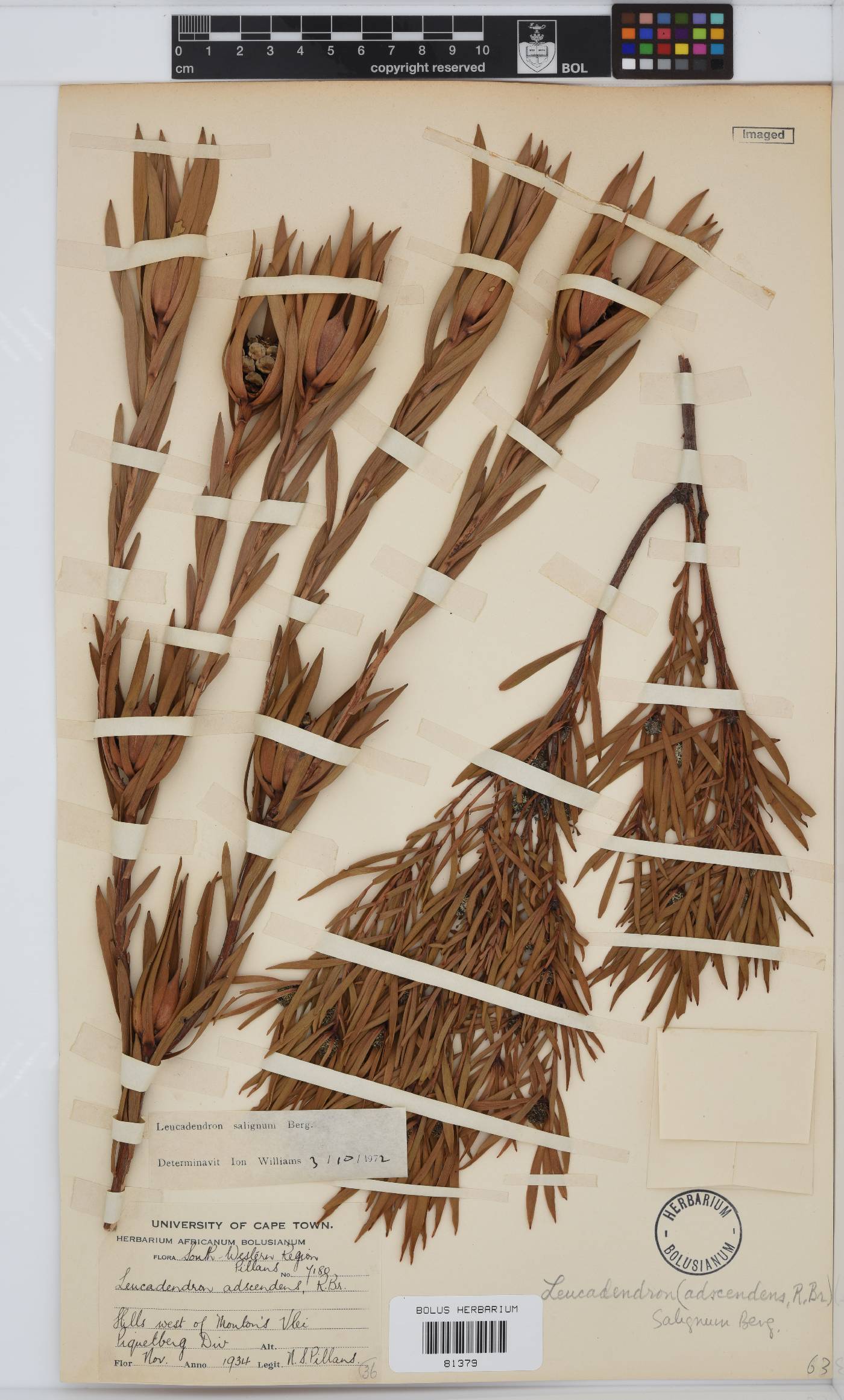 Leucadendron salignum image