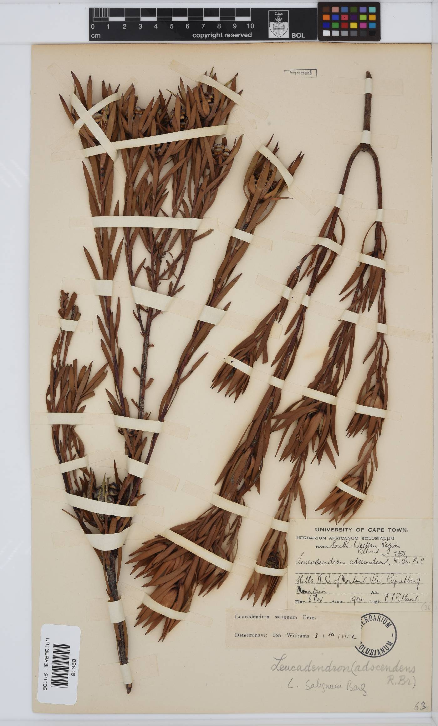 Leucadendron image