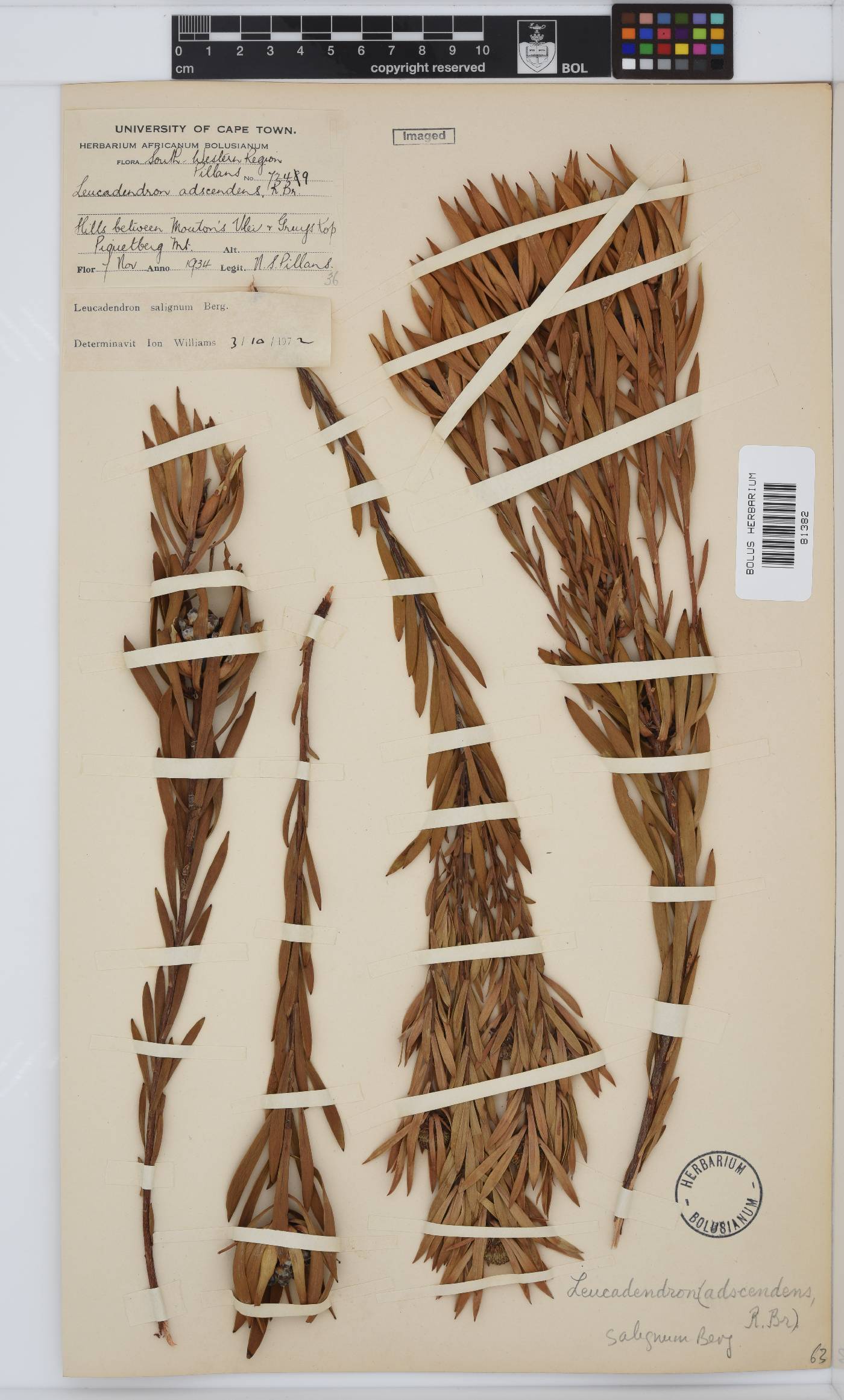 Leucadendron salignum image
