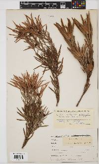 Leucadendron salignum image