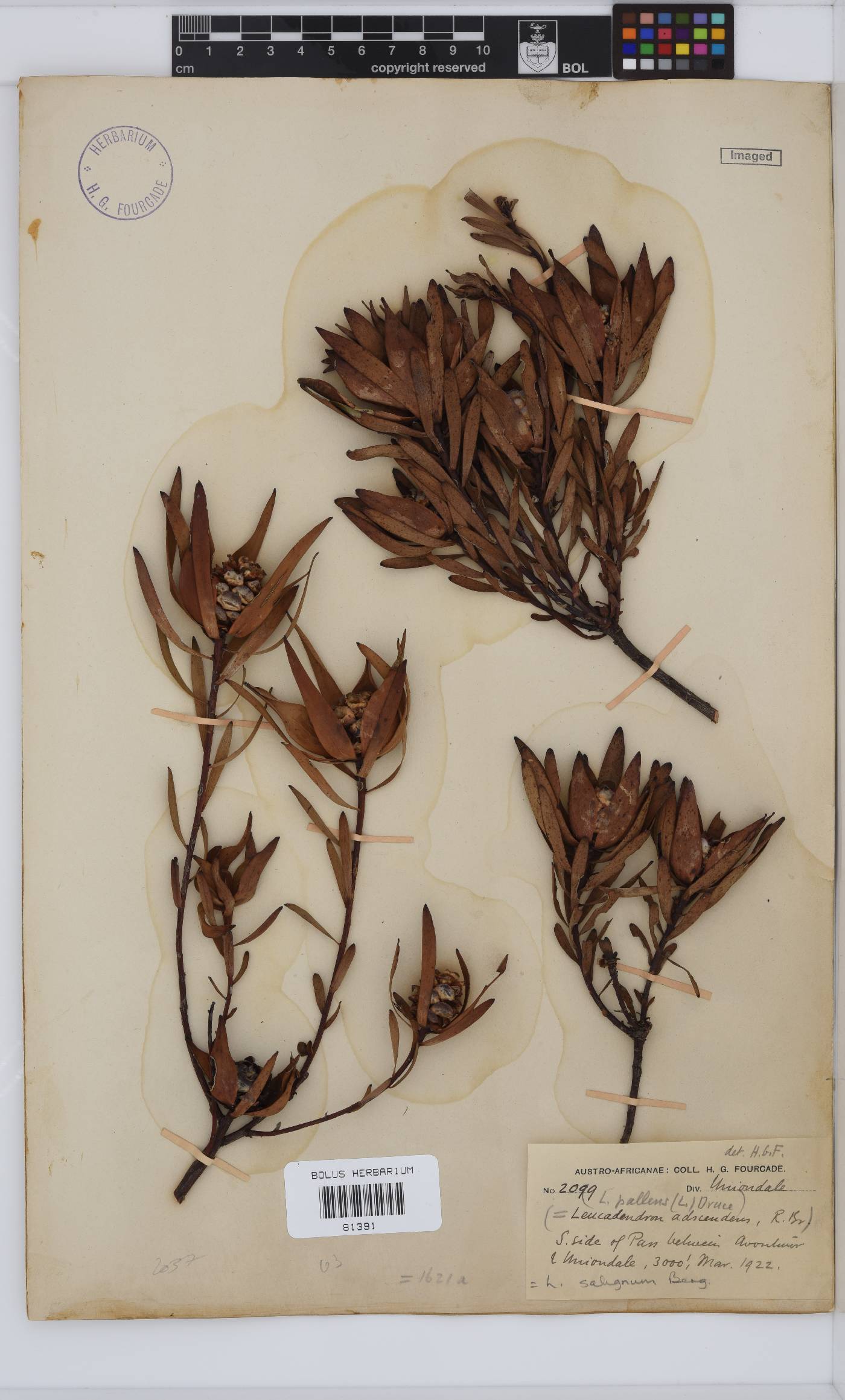 Leucadendron salignum image