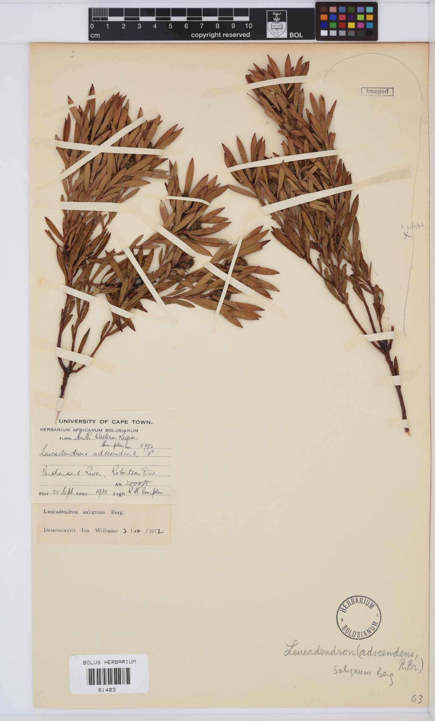Leucadendron salignum image