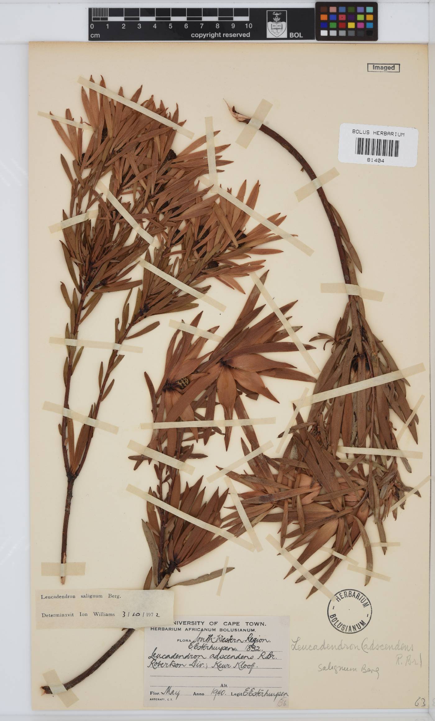 Leucadendron salignum image