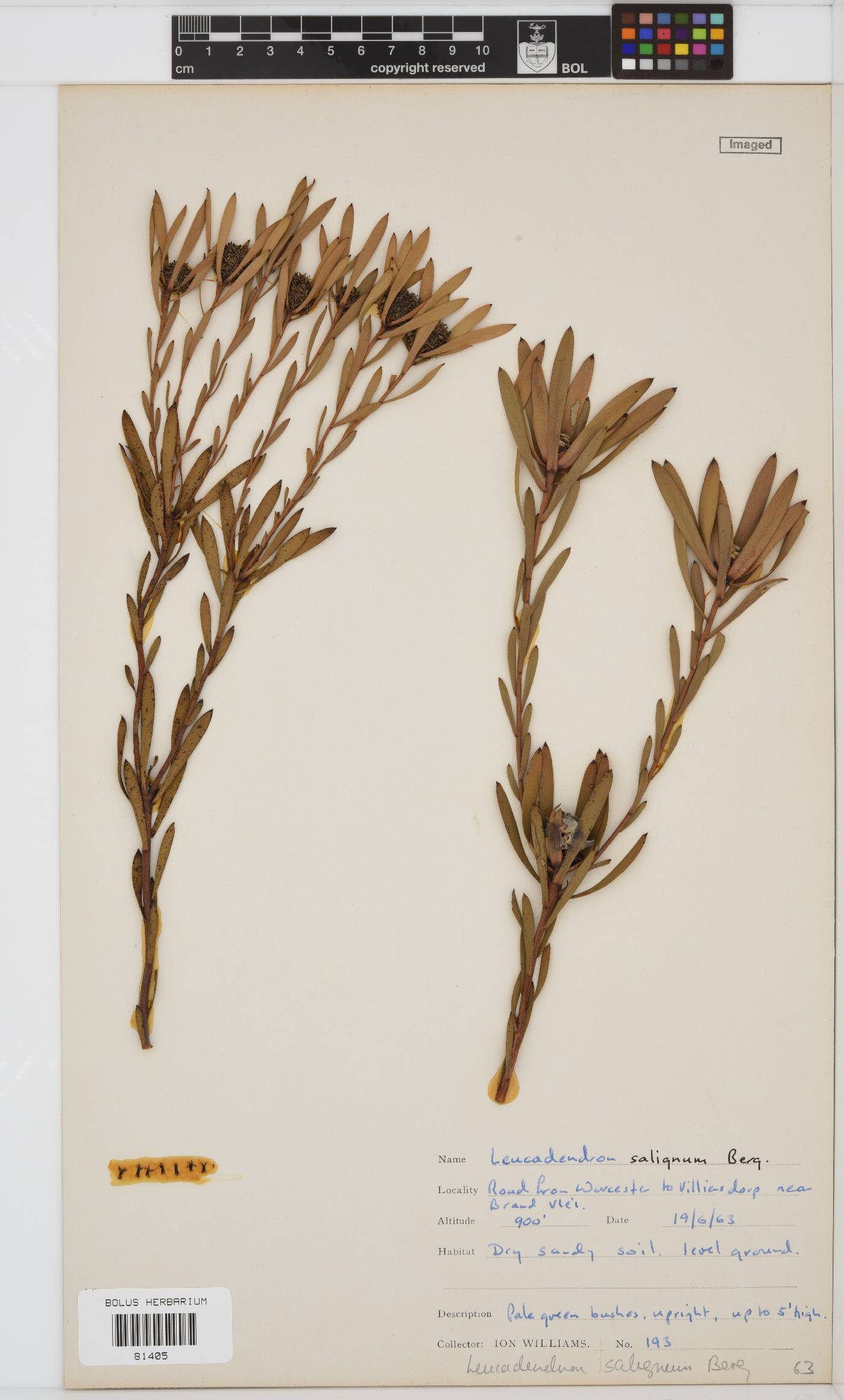 Leucadendron salignum image
