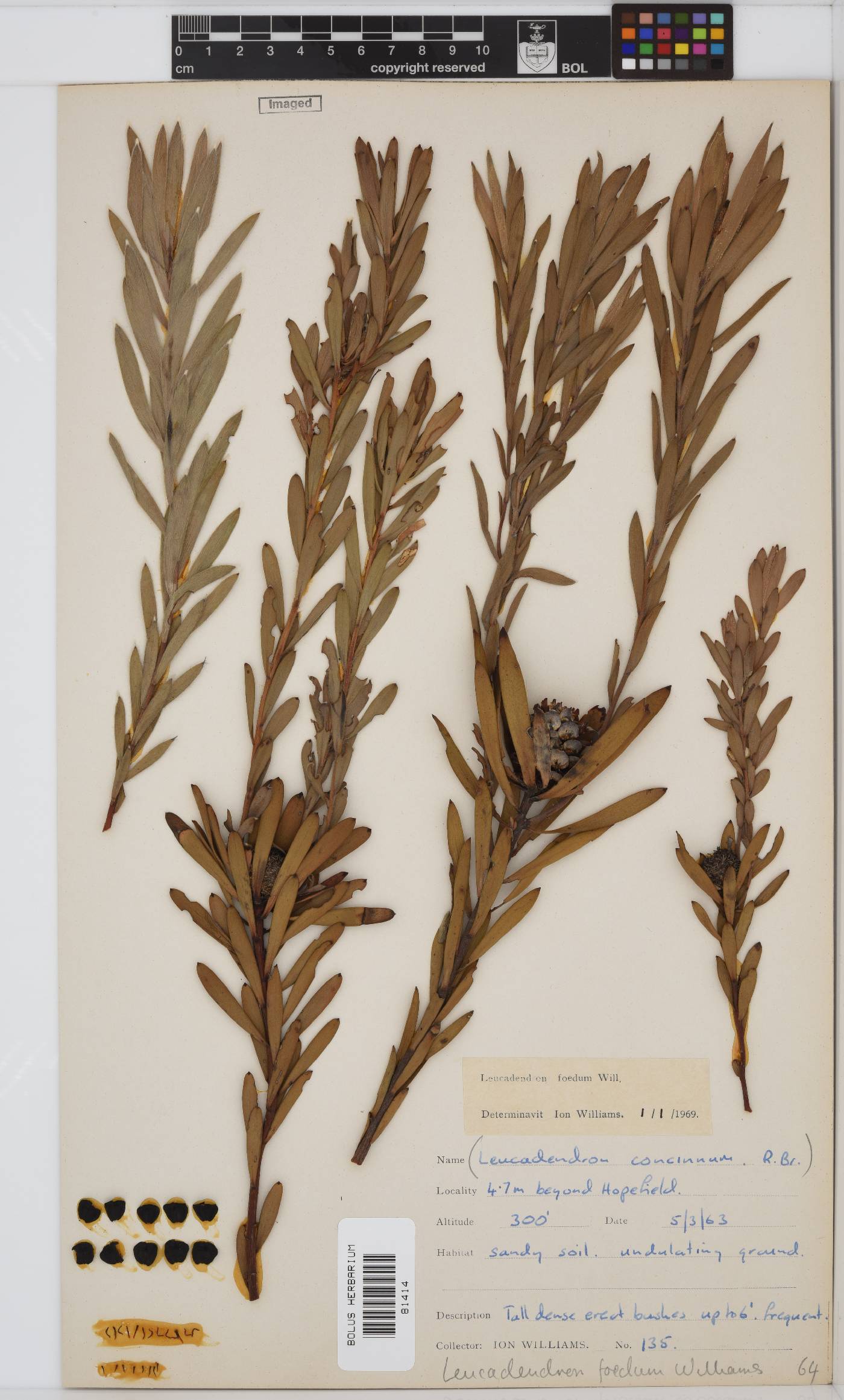 Leucadendron foedum image