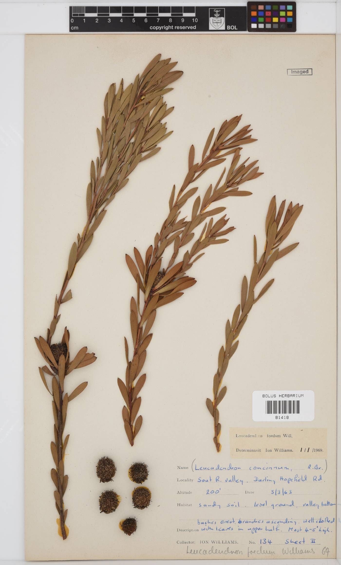 Leucadendron foedum image