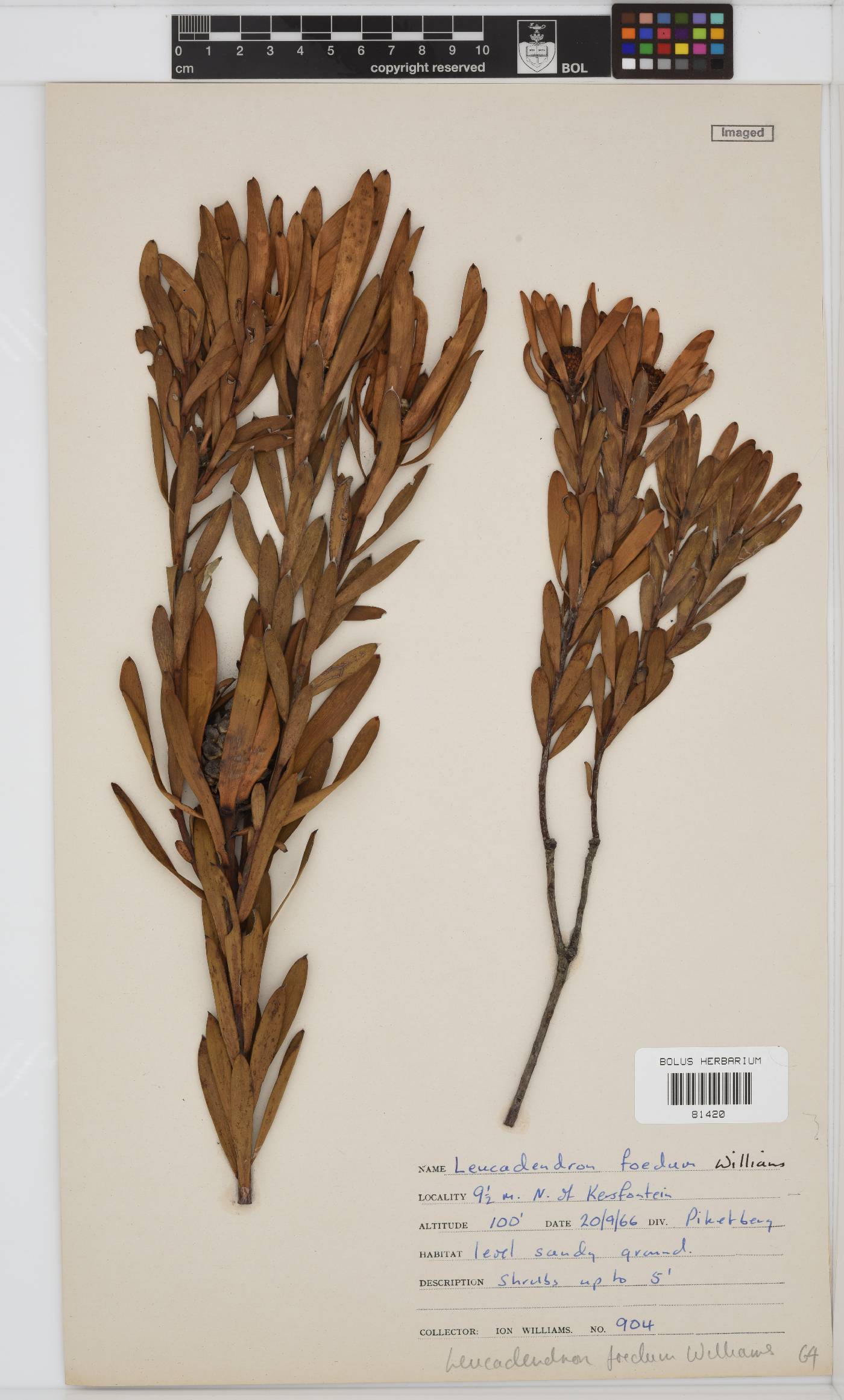 Leucadendron foedum image