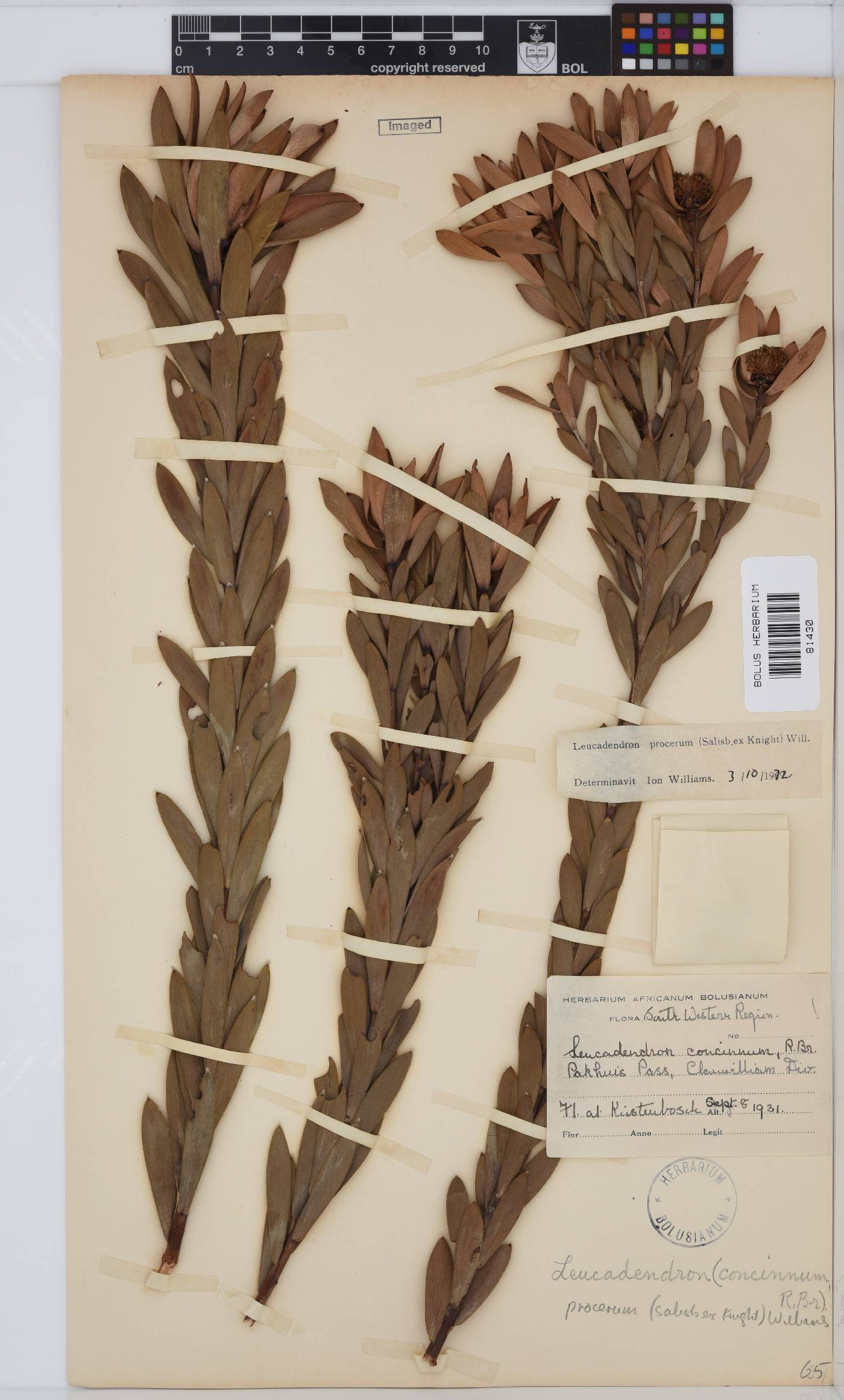 Leucadendron procerum image