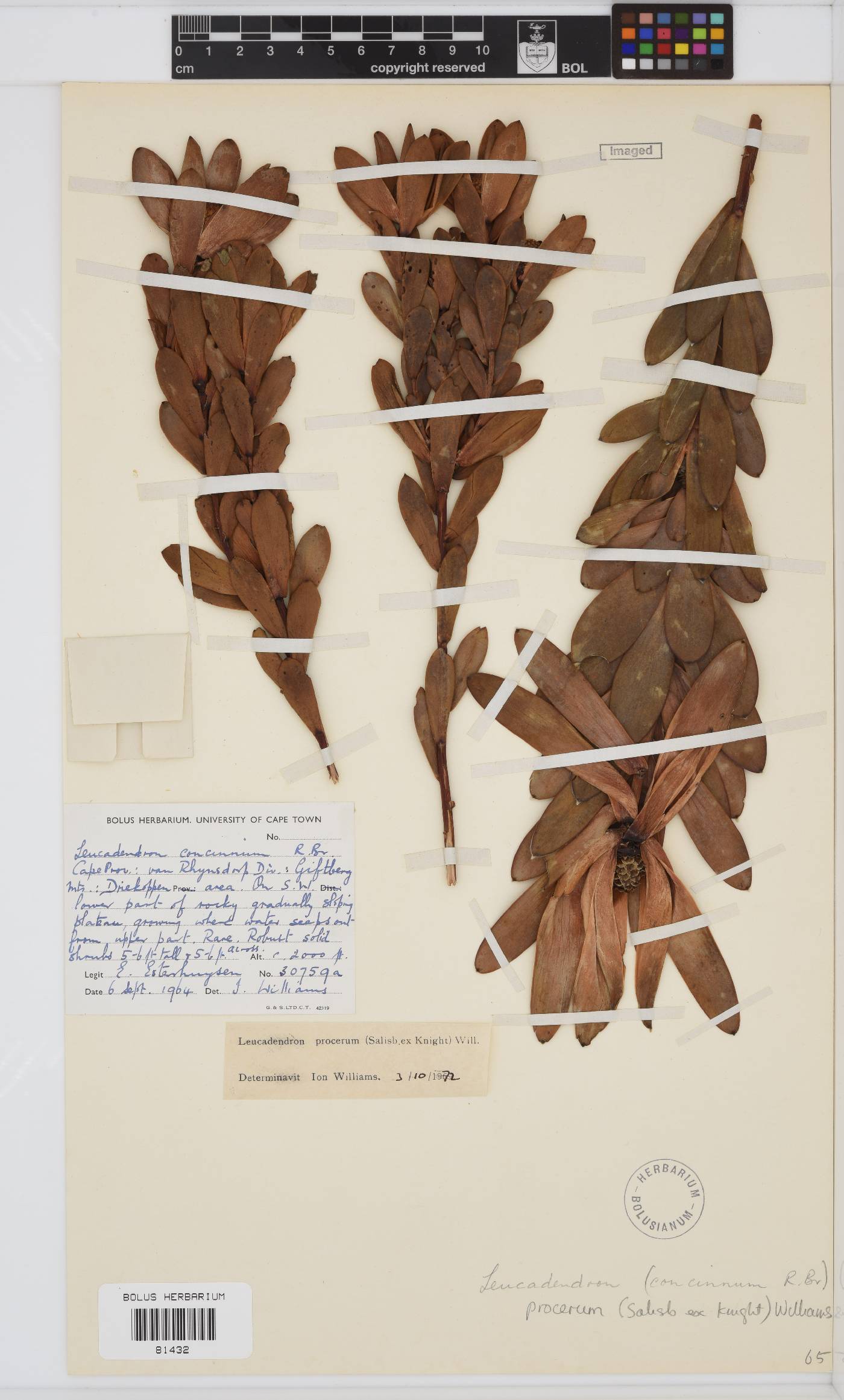 Leucadendron procerum image