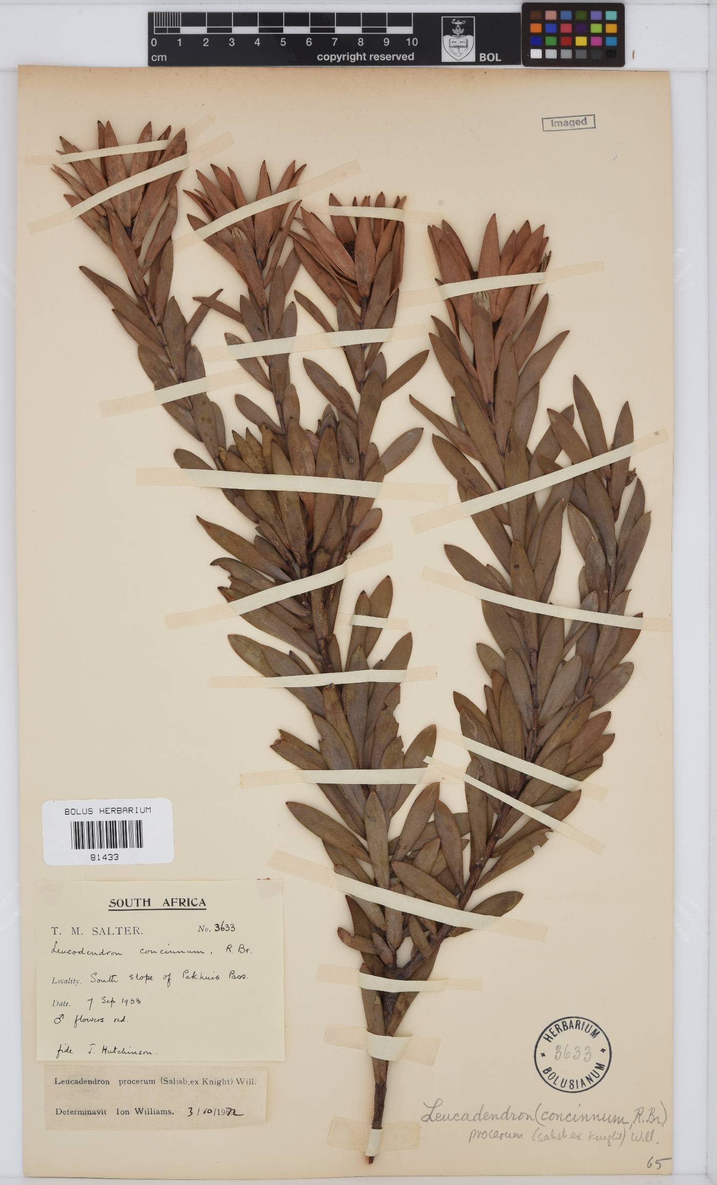 Leucadendron procerum image