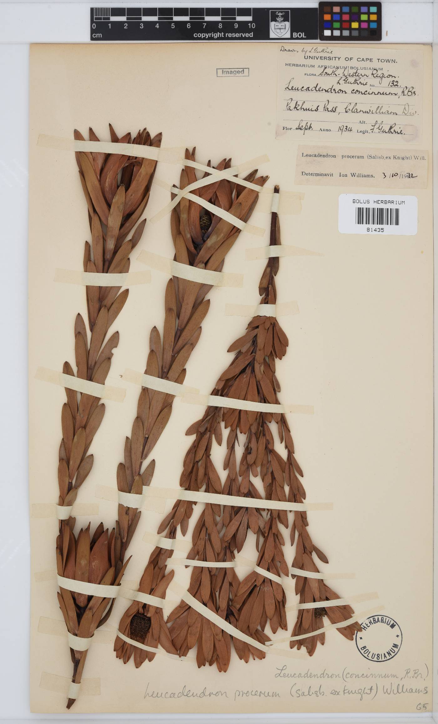 Leucadendron procerum image