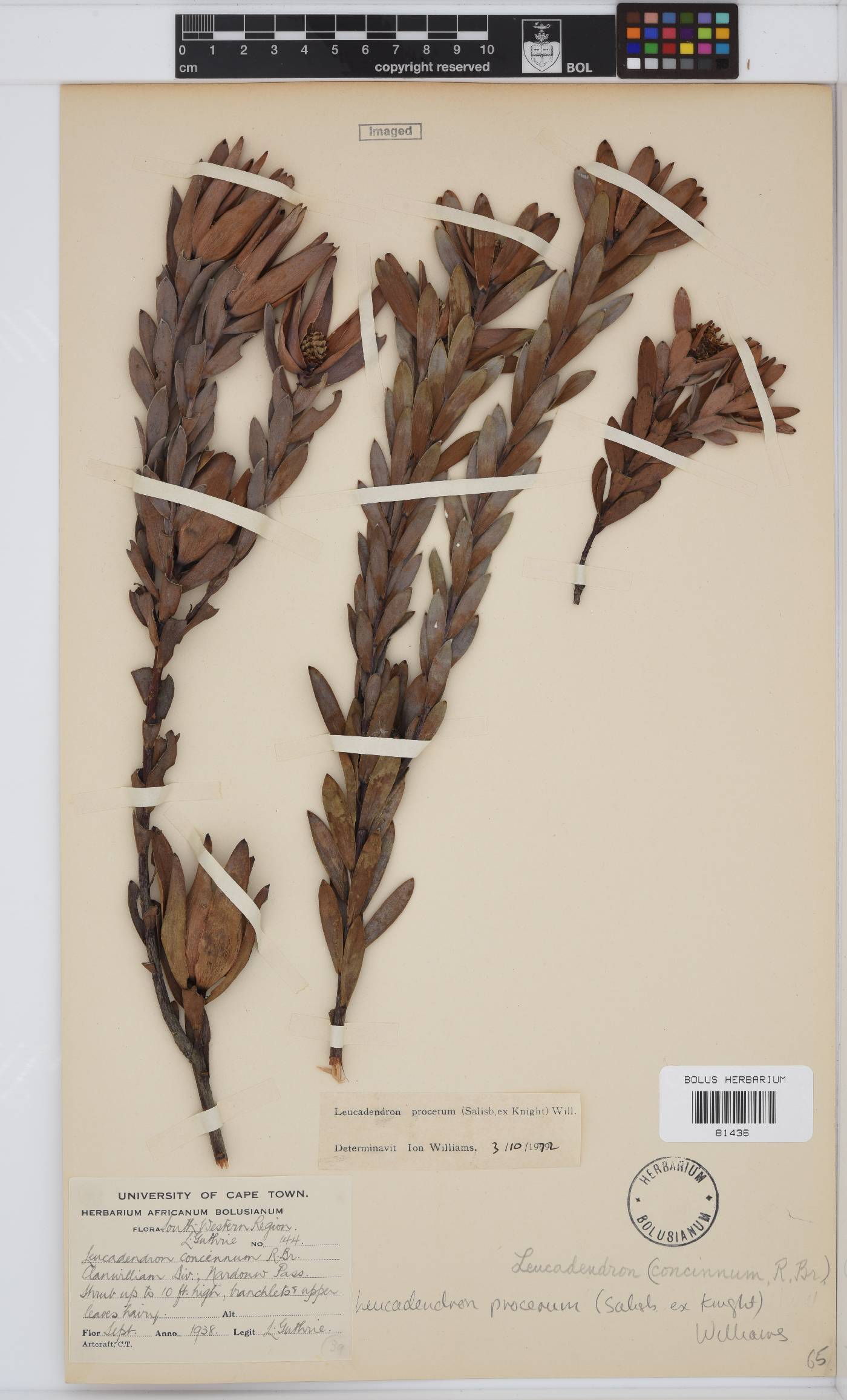 Leucadendron procerum image