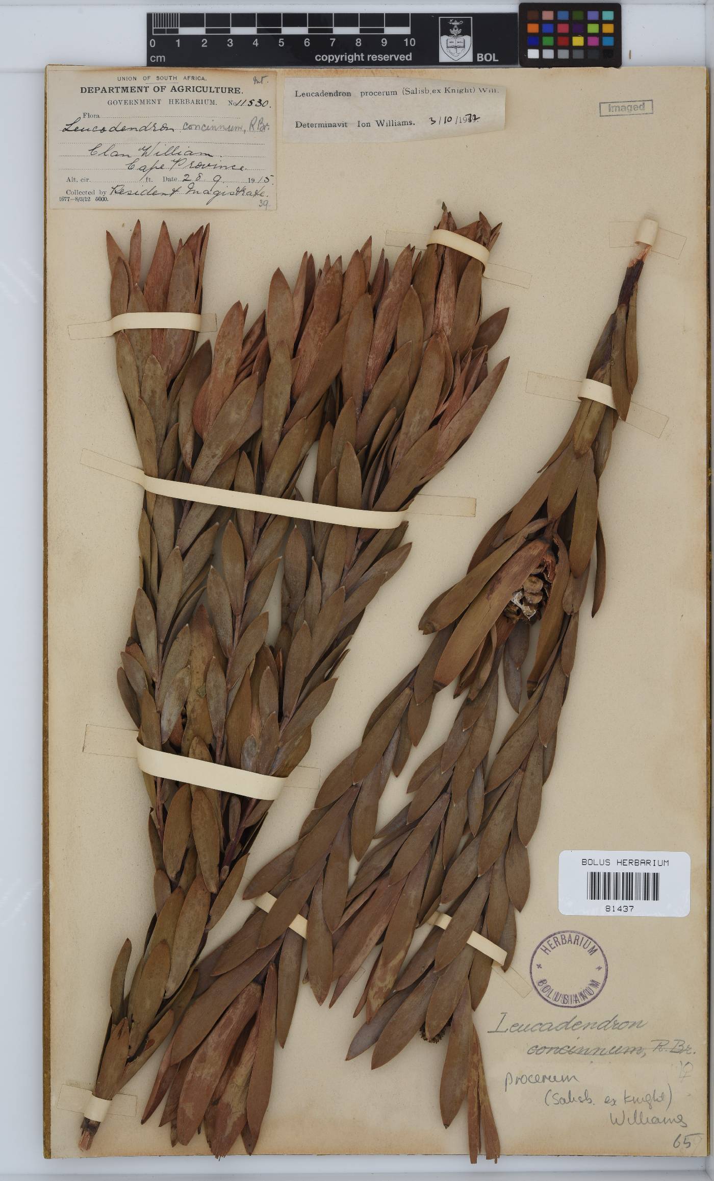 Leucadendron procerum image