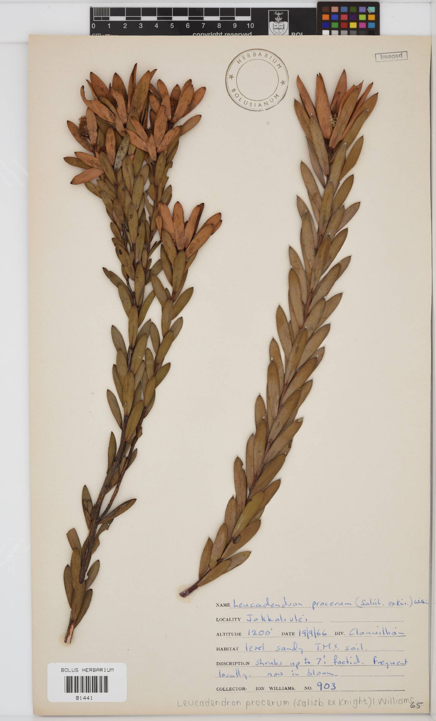 Leucadendron procerum image