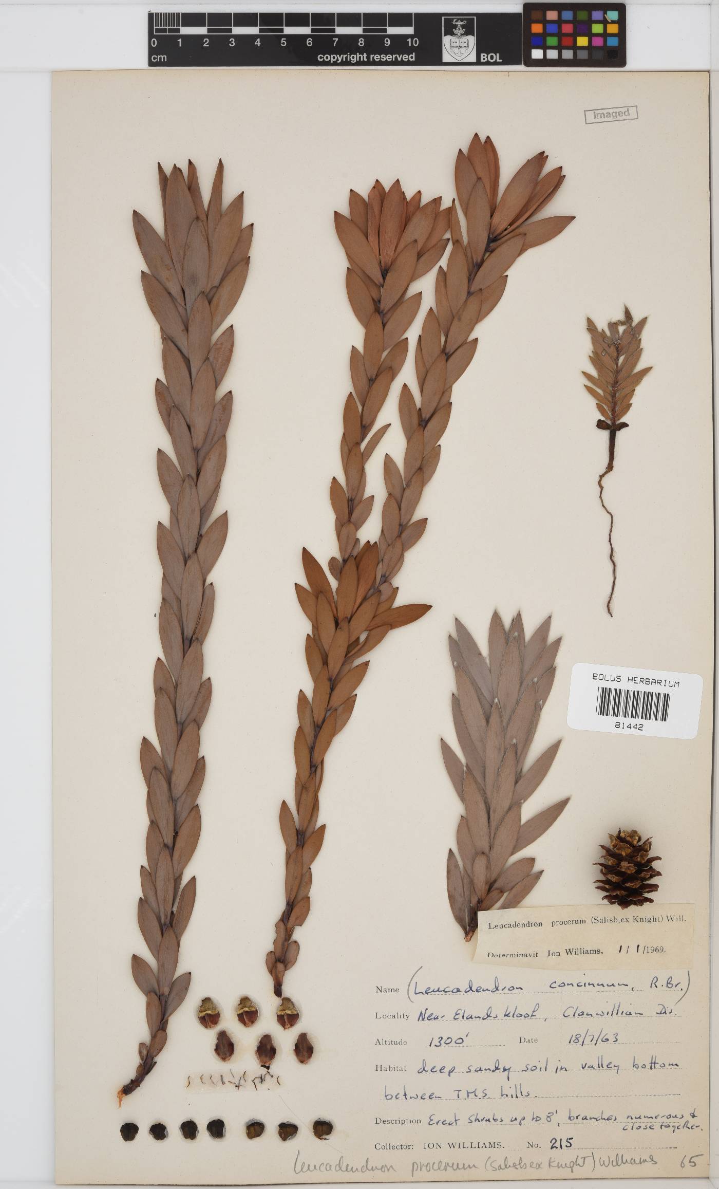 Leucadendron procerum image