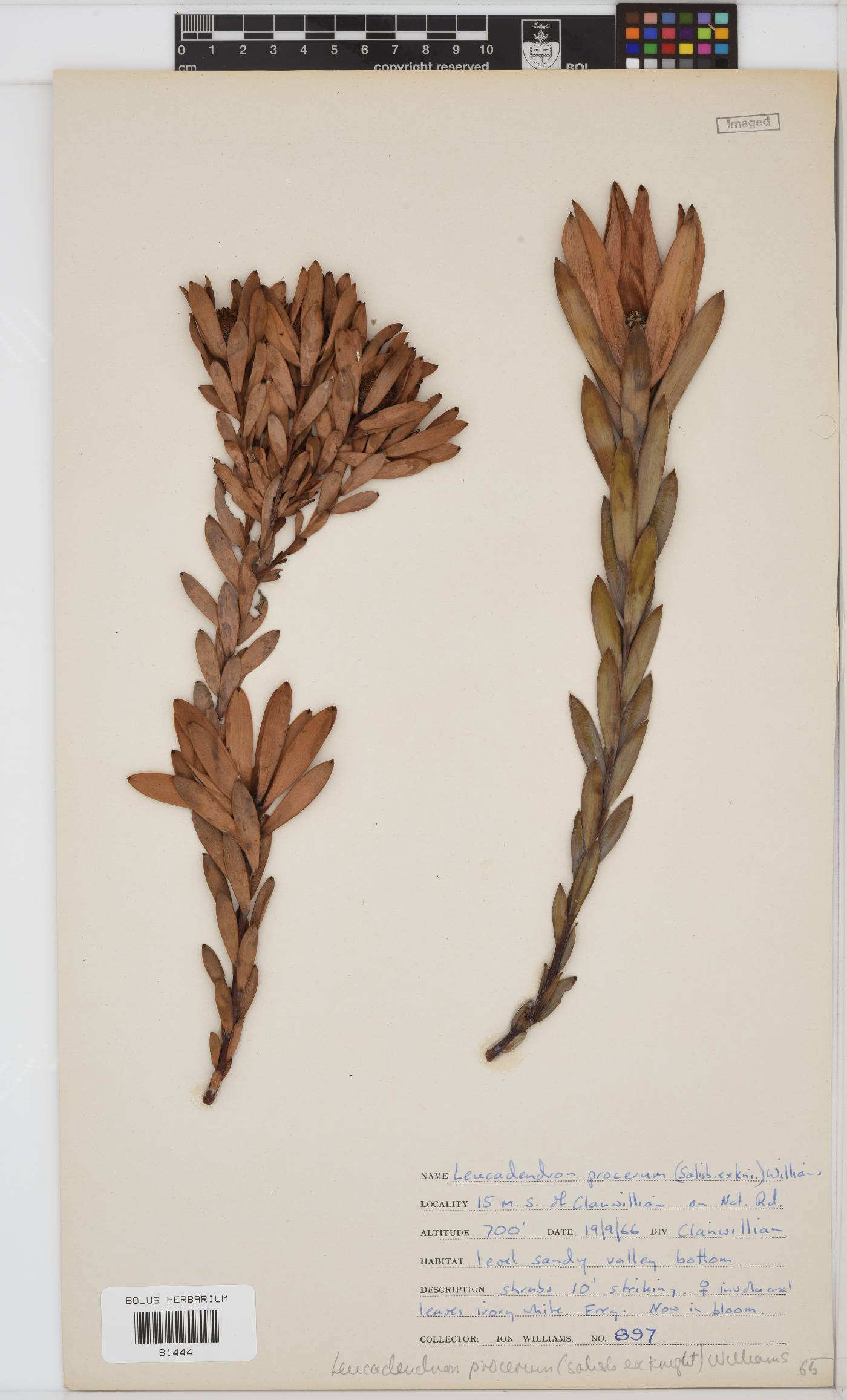 Leucadendron procerum image