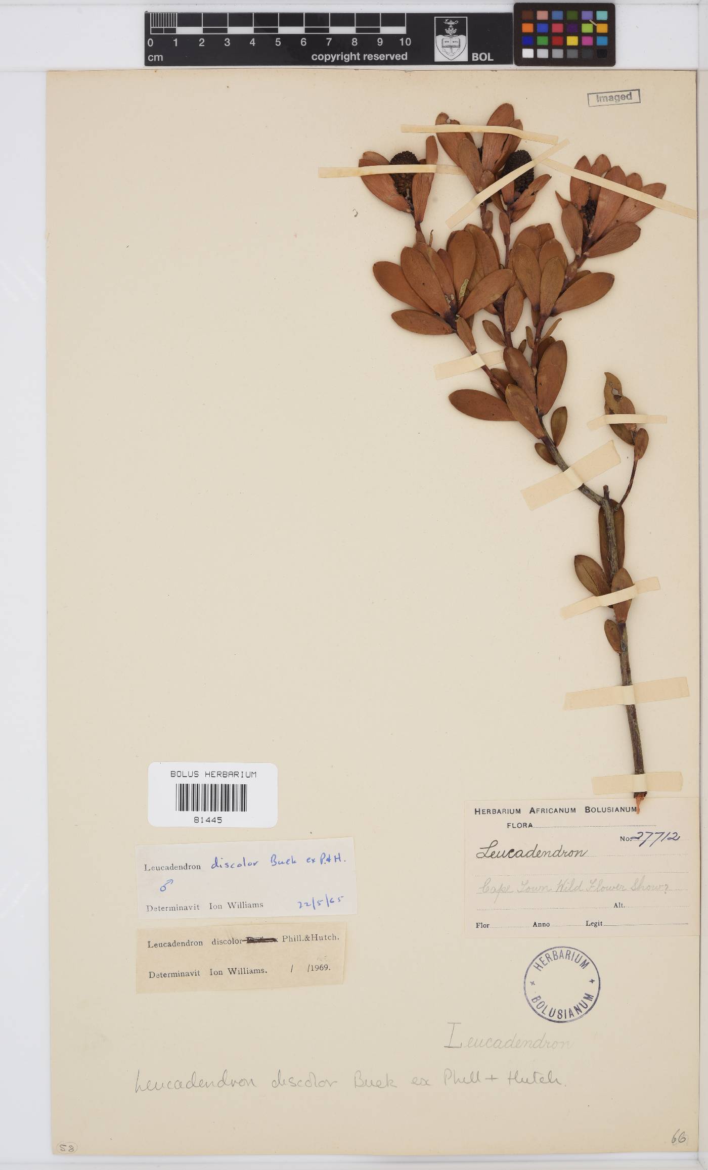 Leucadendron discolor image