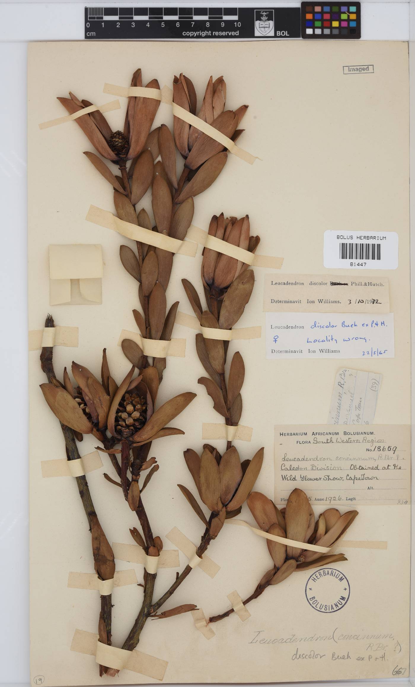 Leucadendron discolor image