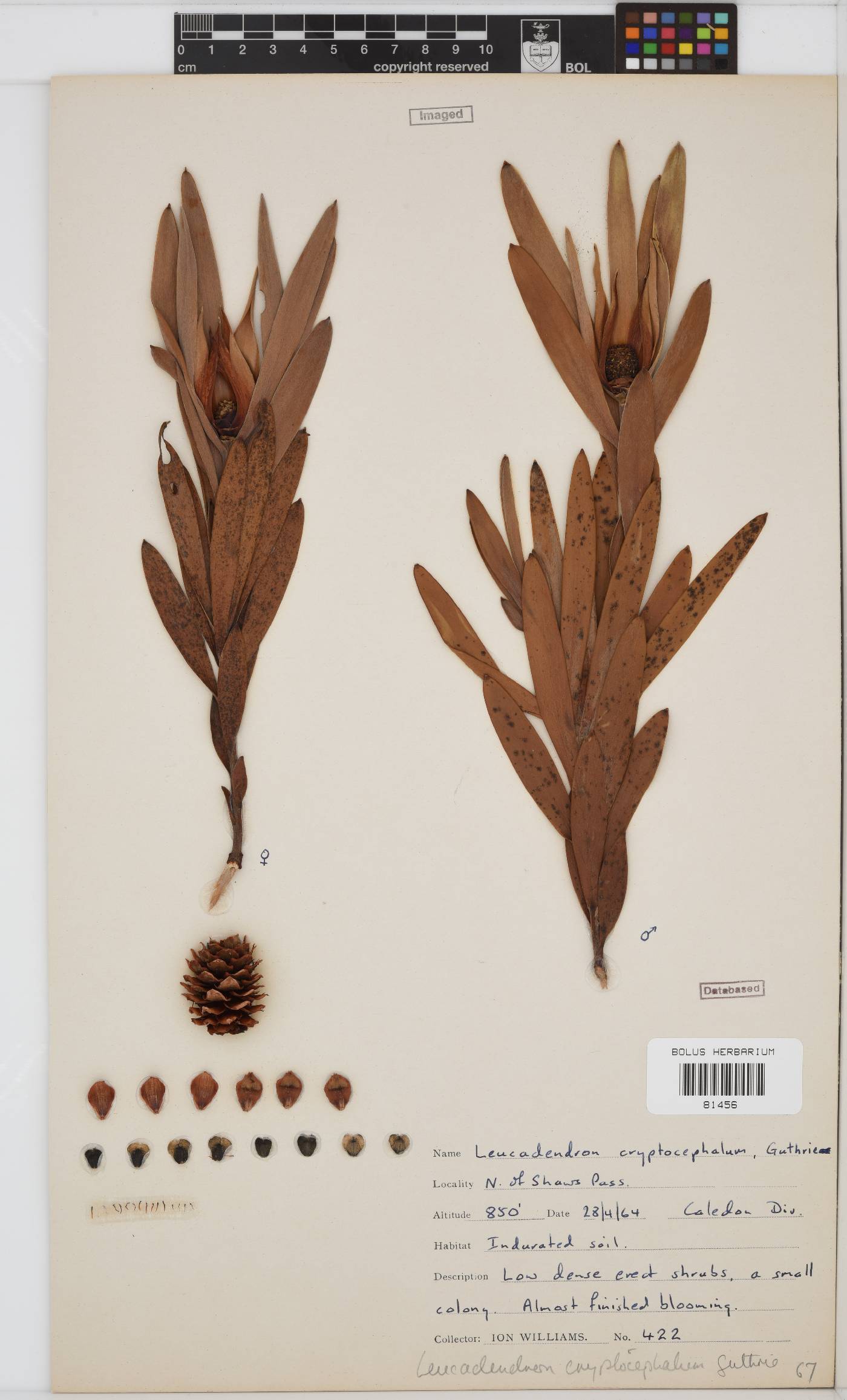 Leucadendron cryptocephalum image