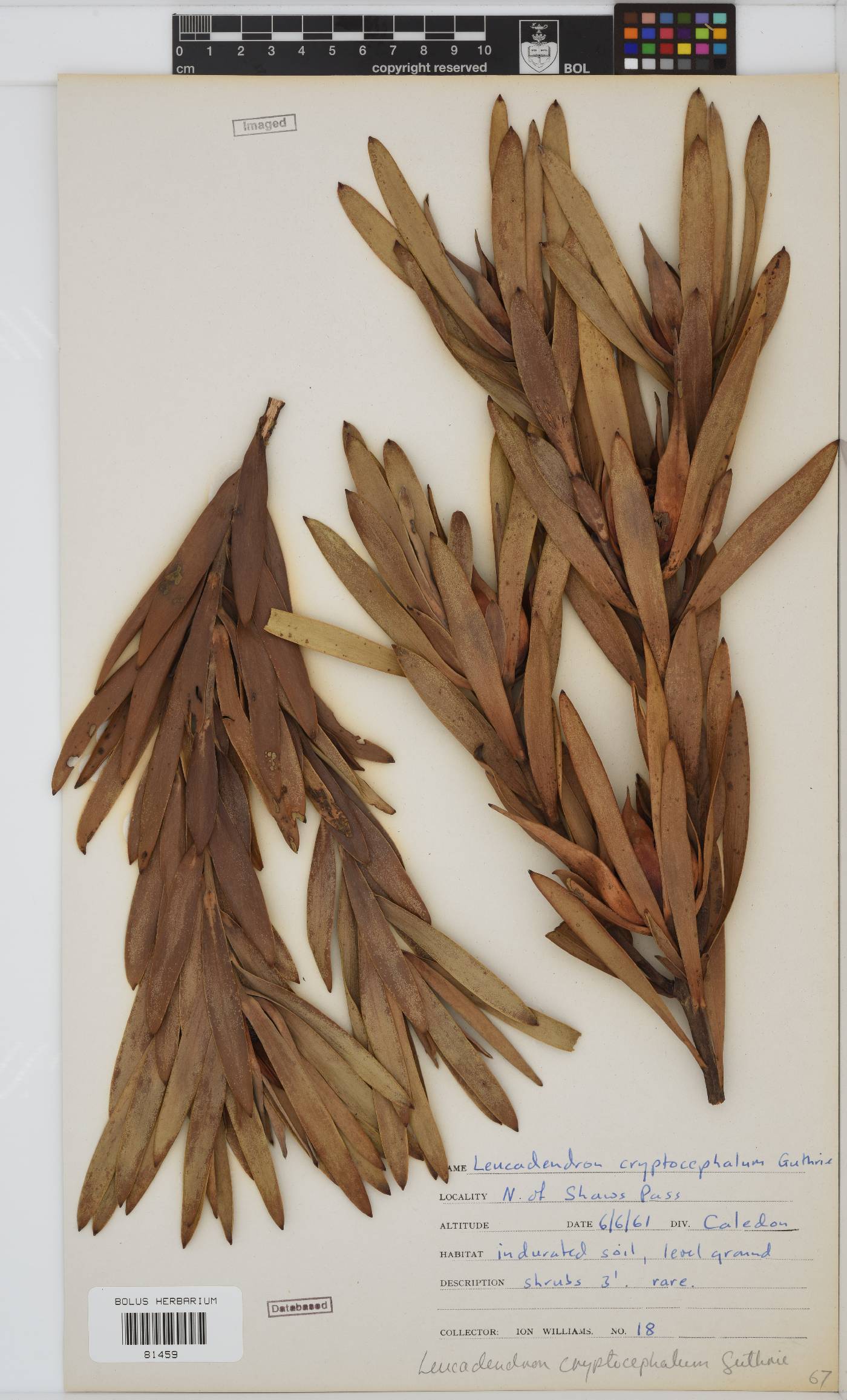 Leucadendron cryptocephalum image