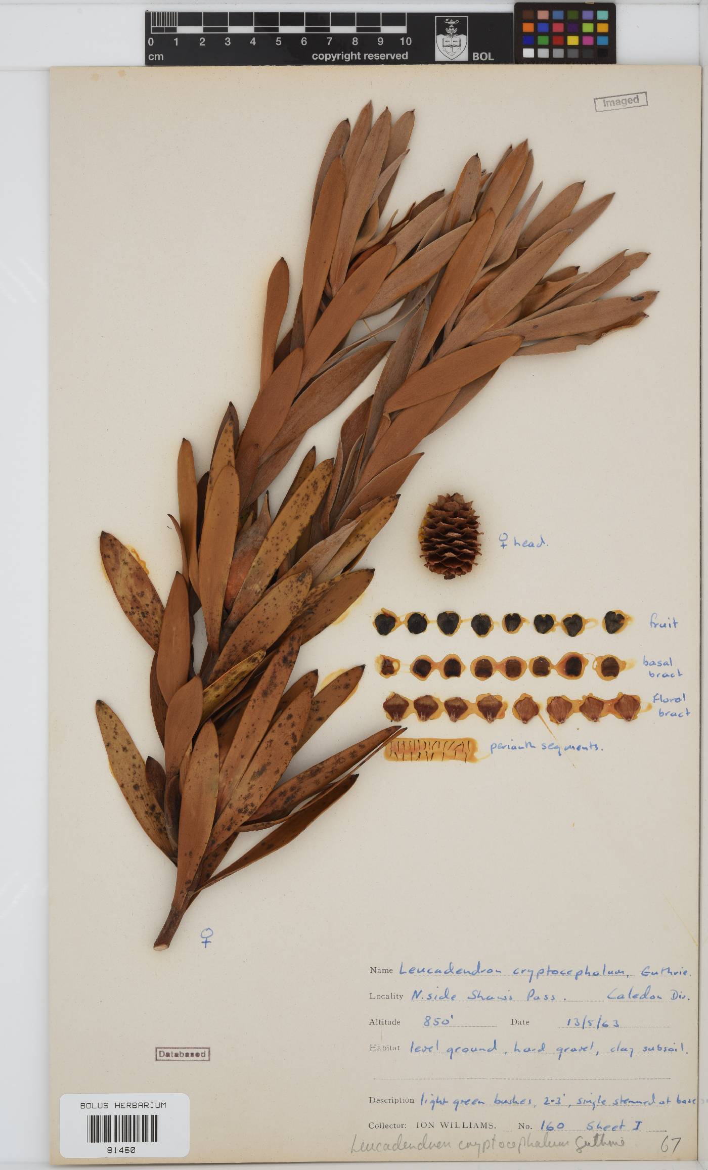 Leucadendron cryptocephalum image