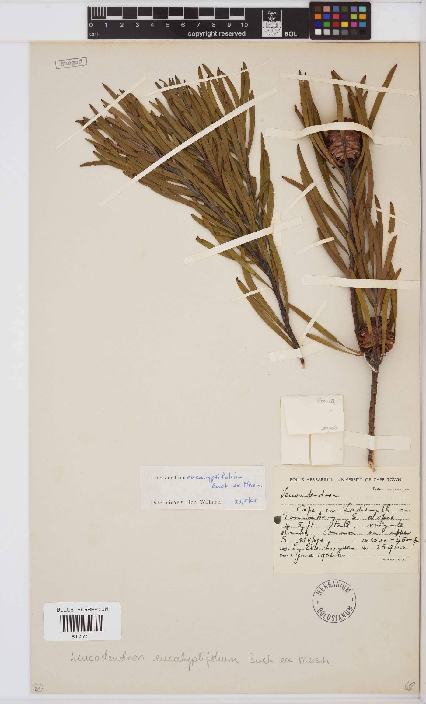 Leucadendron image