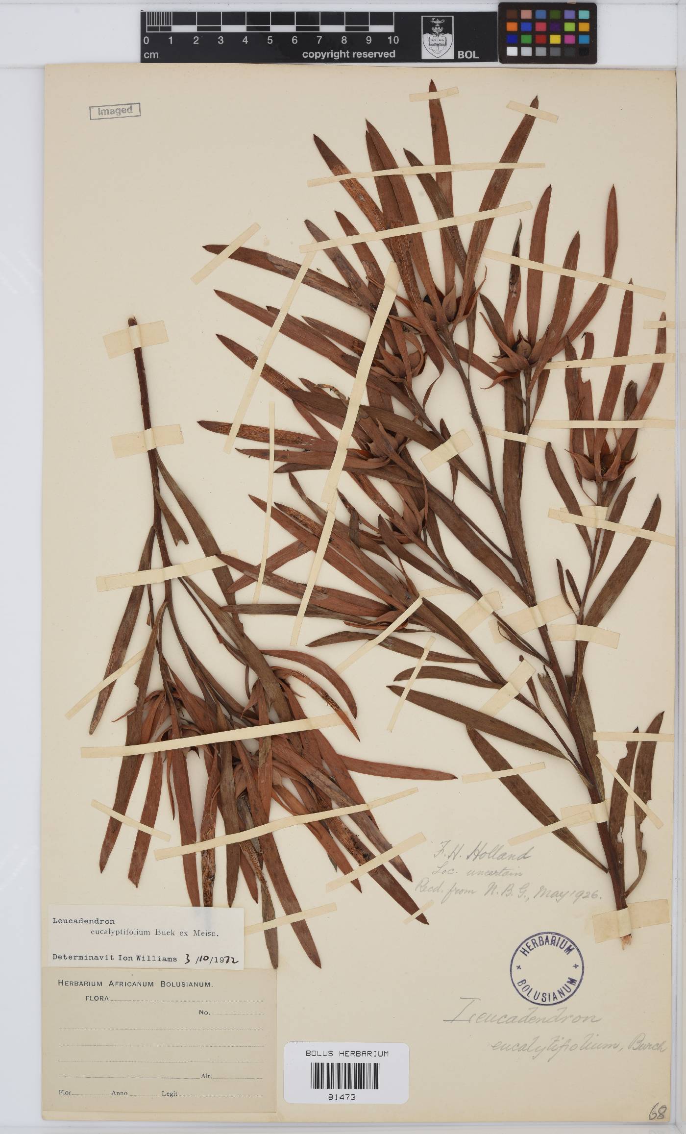 Leucadendron eucalyptifolium image