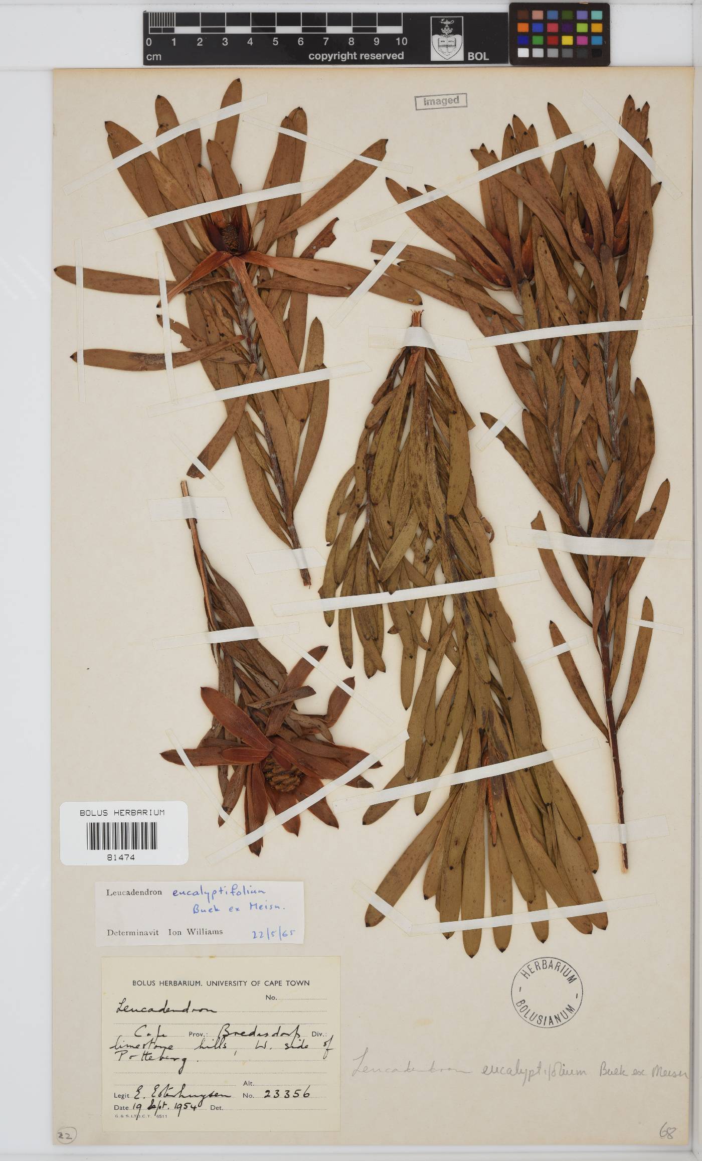 Leucadendron eucalyptifolium image